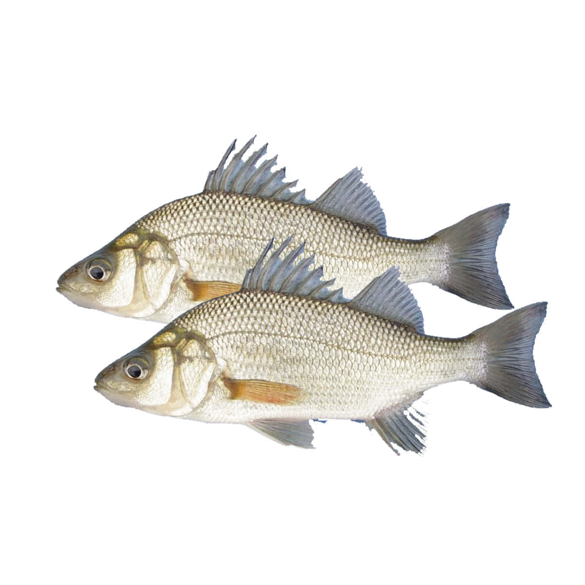 Two Freshwater Perch Fish Wallpaper
