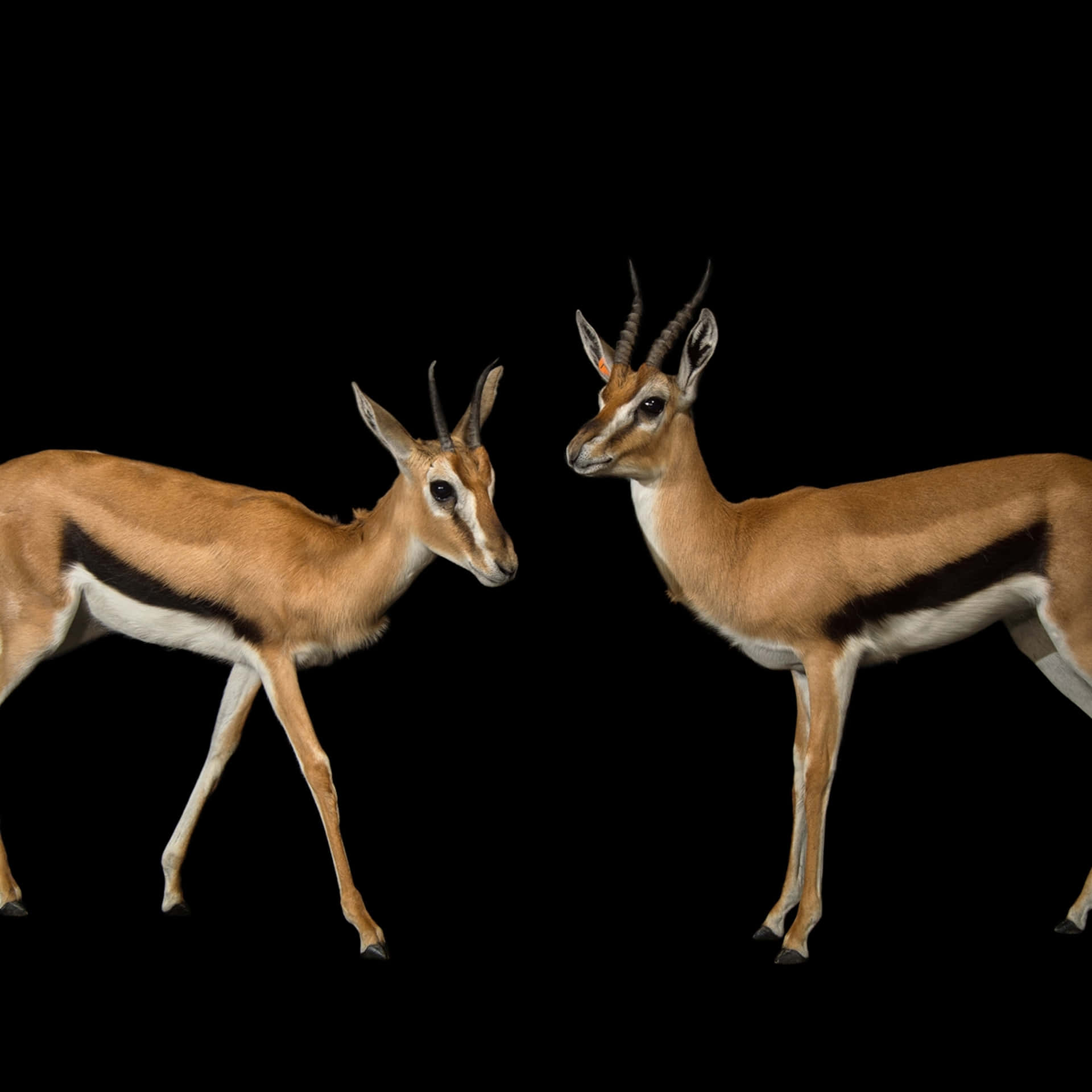 Two Gazelles Standing Faceto Face Wallpaper