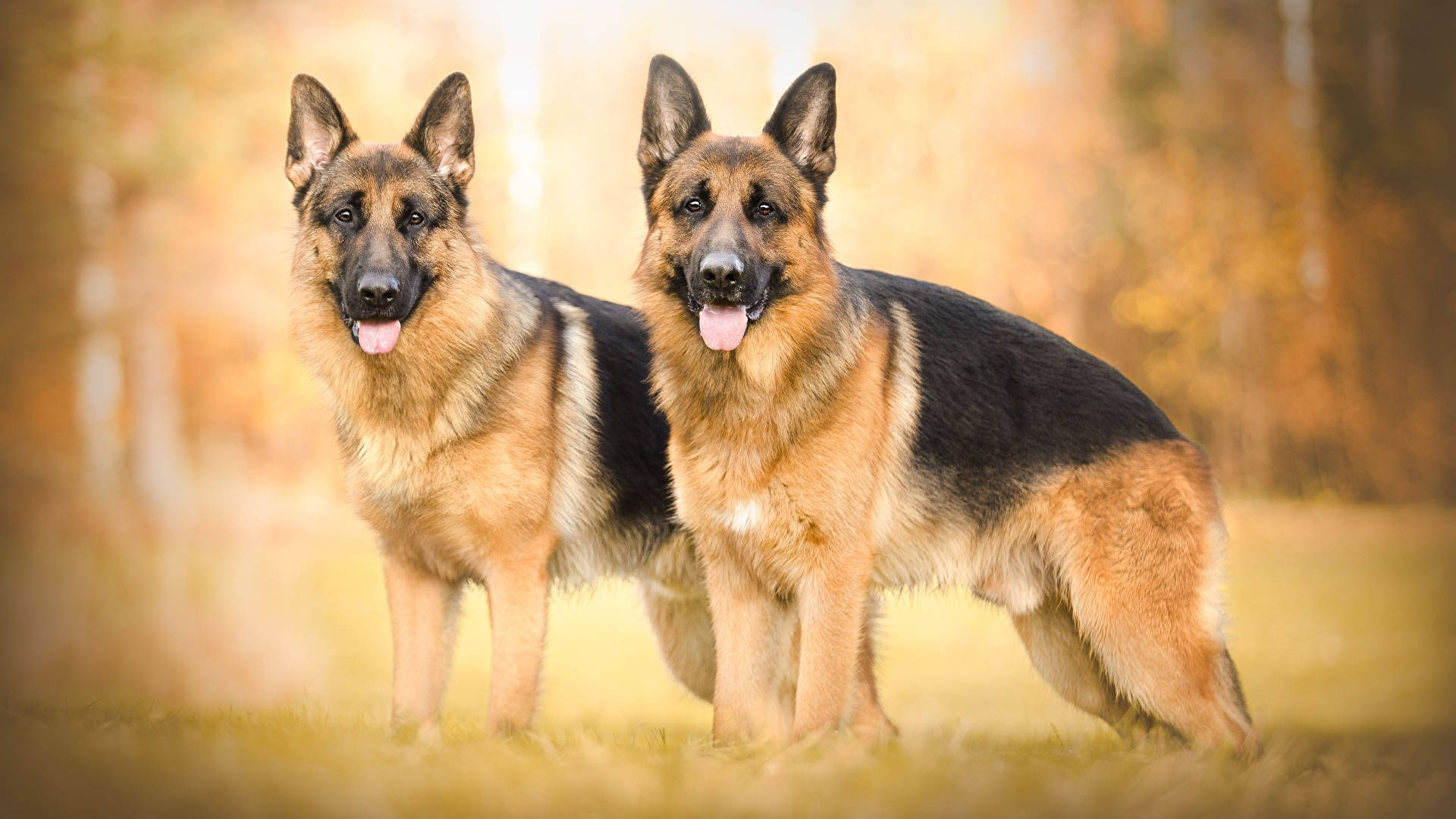 Two German Shepherd Dogs Wallpaper