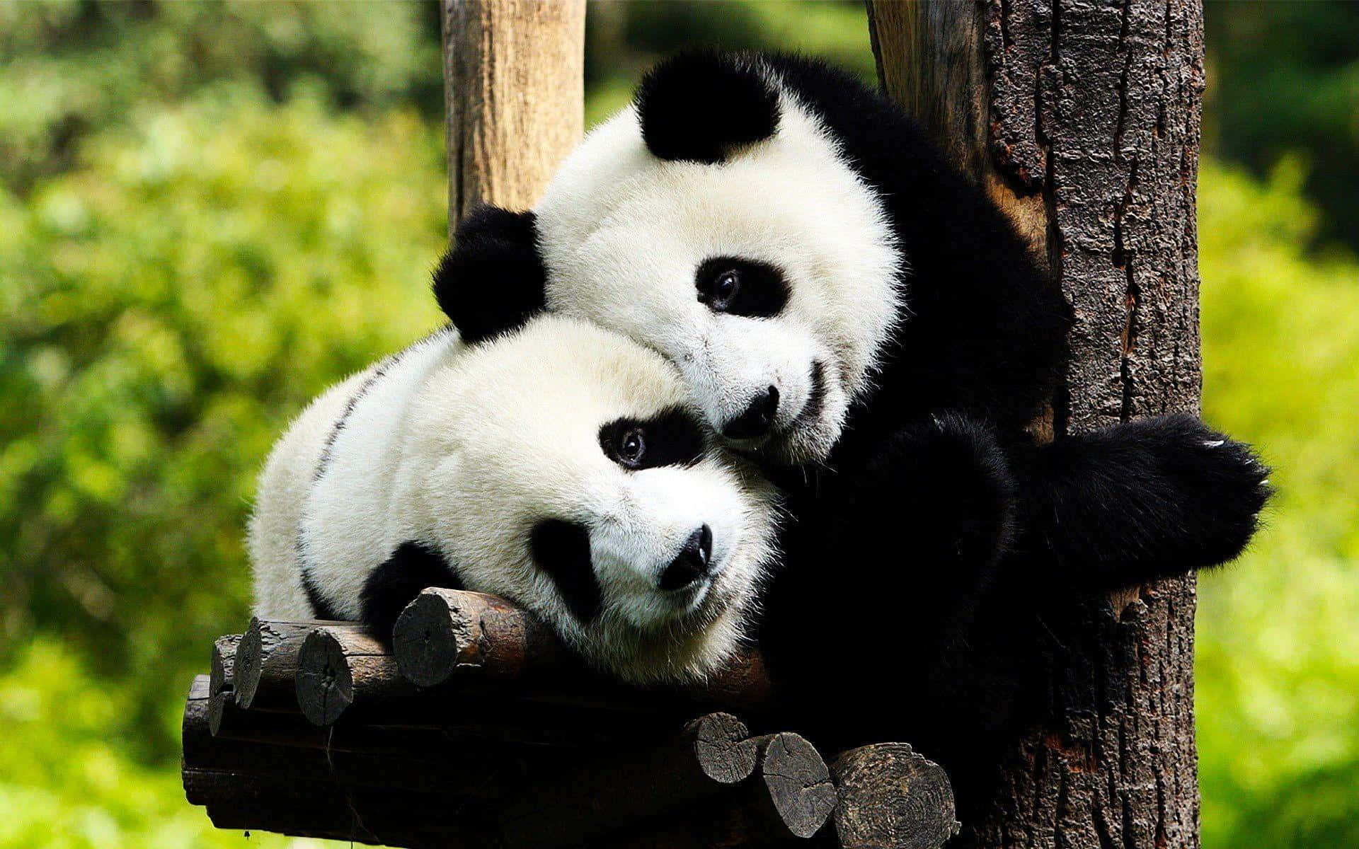 Two Giant Pandas Cuddling Wallpaper
