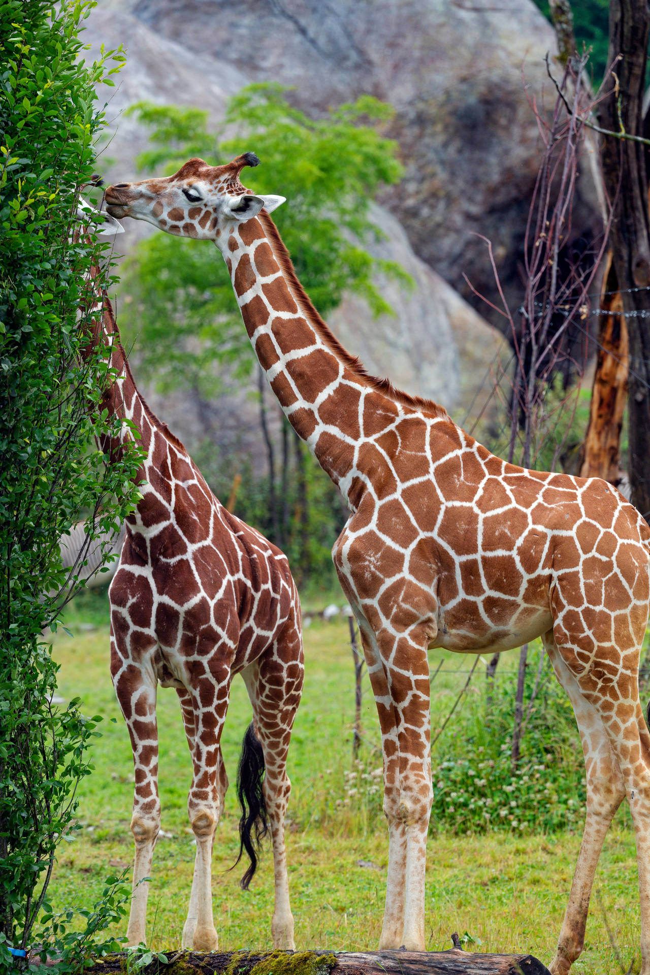 Two Giraffes Eating