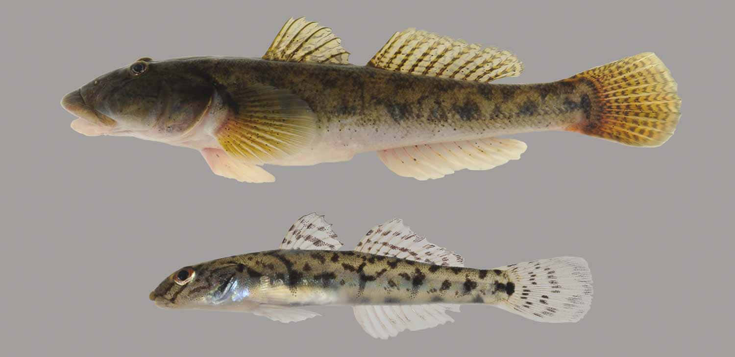 Two Gobies Species Comparison Wallpaper