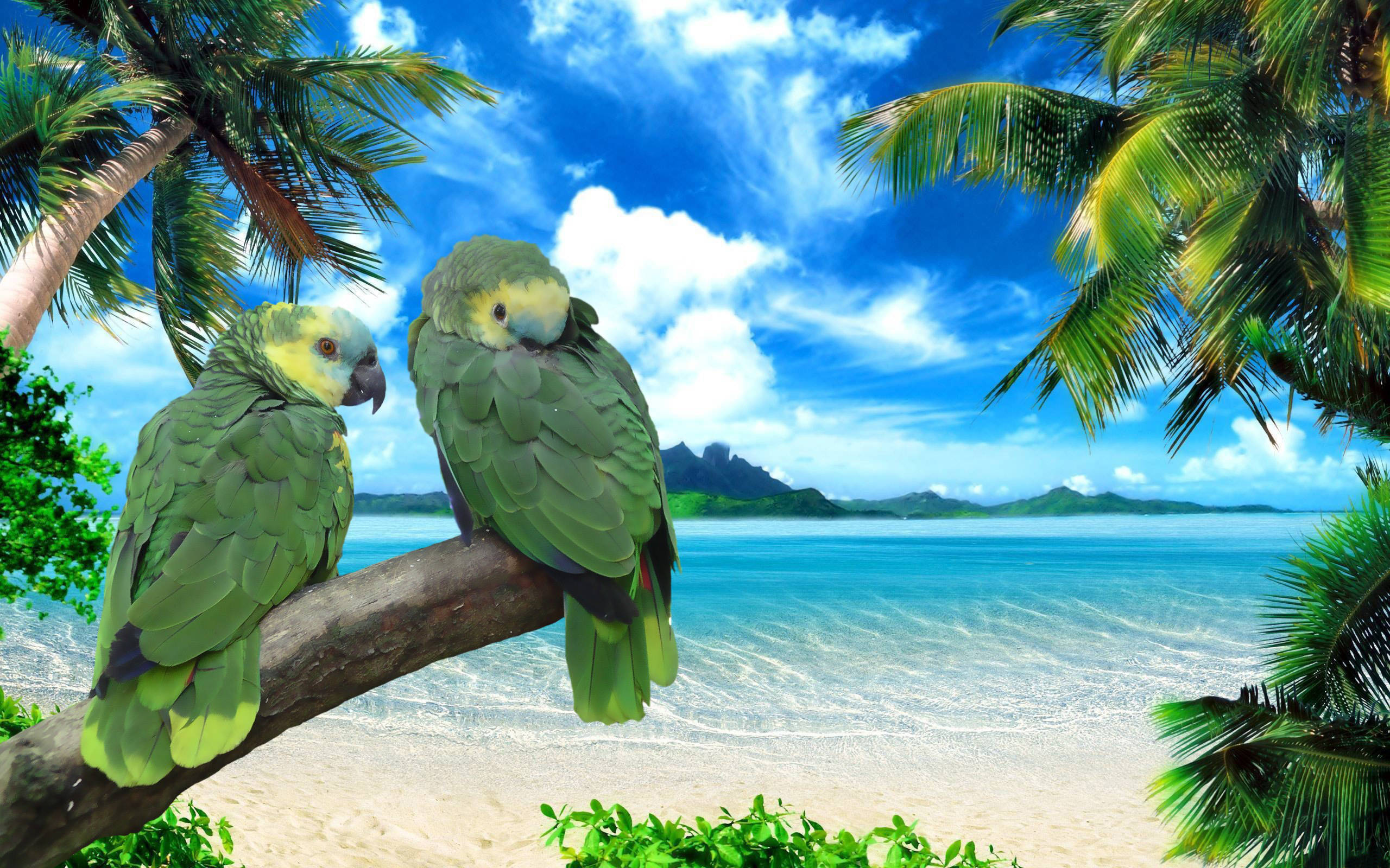 Two Green Parrots By The Beach Wallpaper