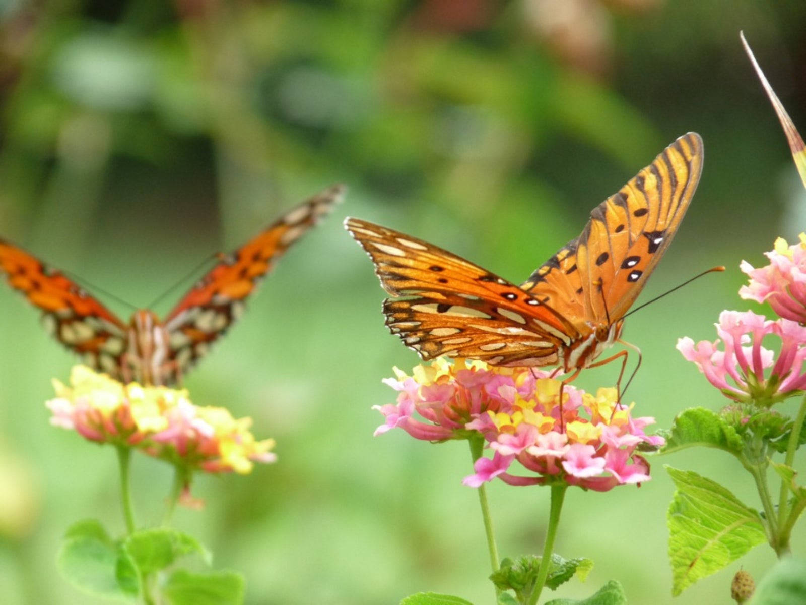 Two Gulf Fritillary Butterfly On Flower Wallpaper