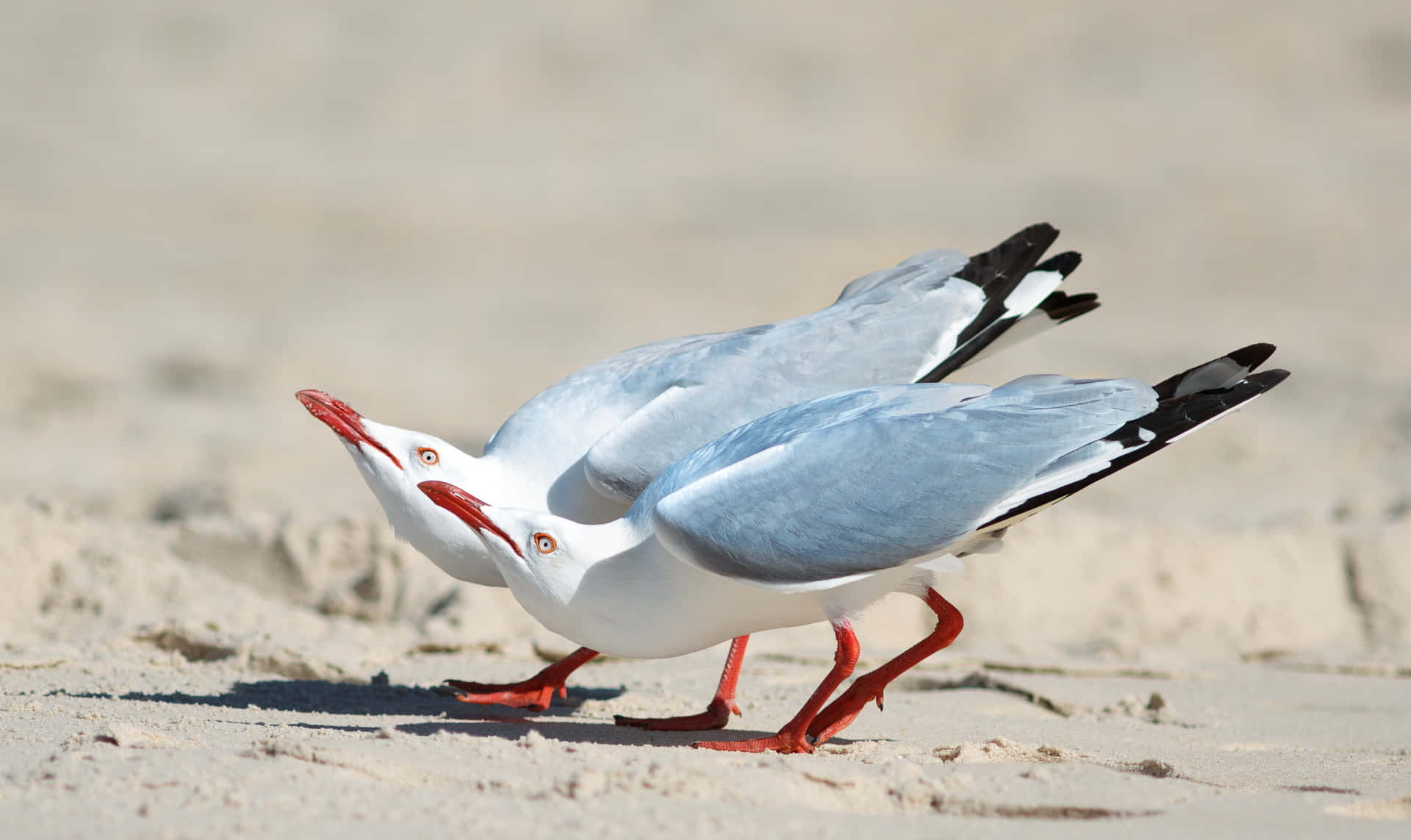 Two Gulls Mirroredon Beach Wallpaper