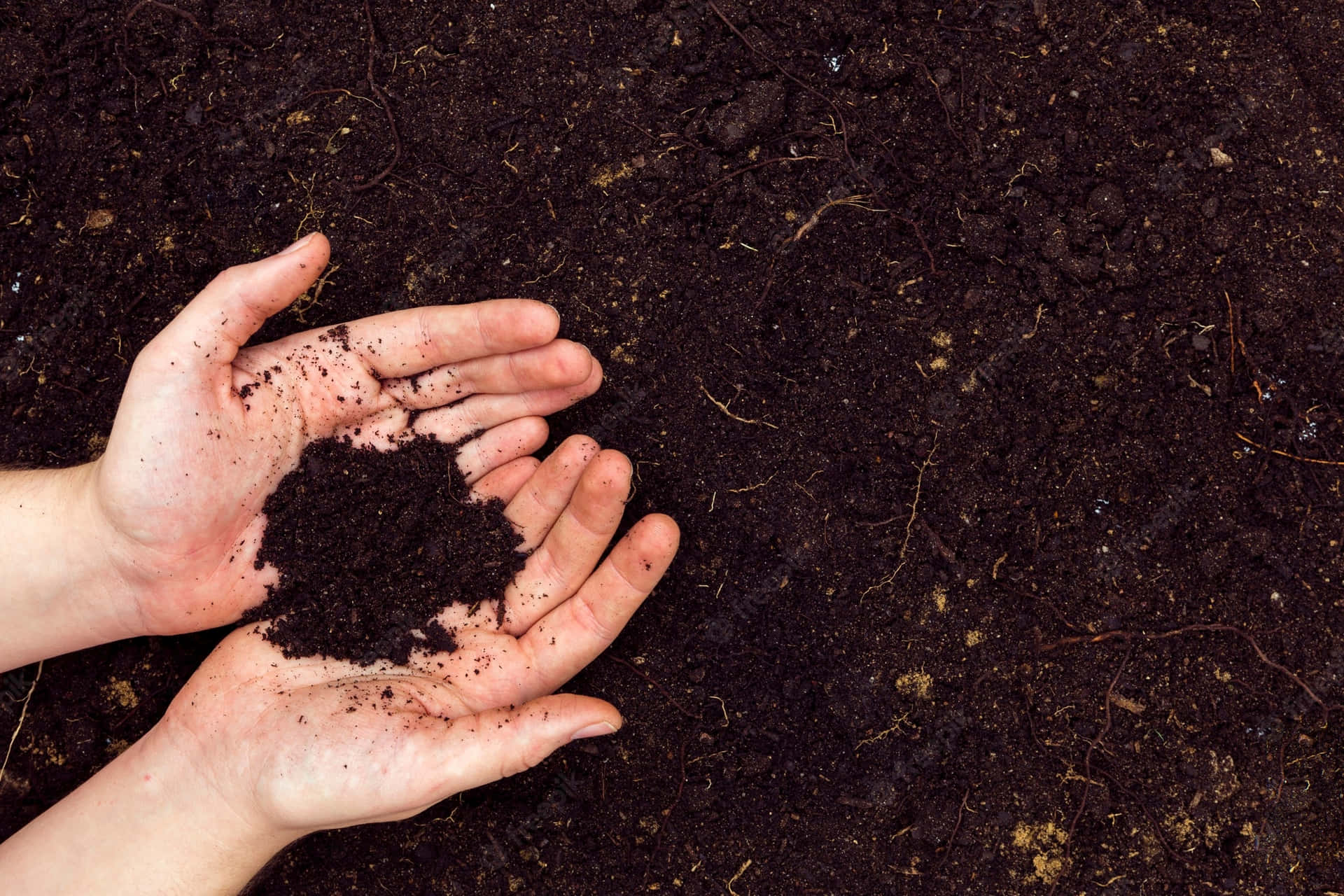 Two Hands Holding A Soil Wallpaper
