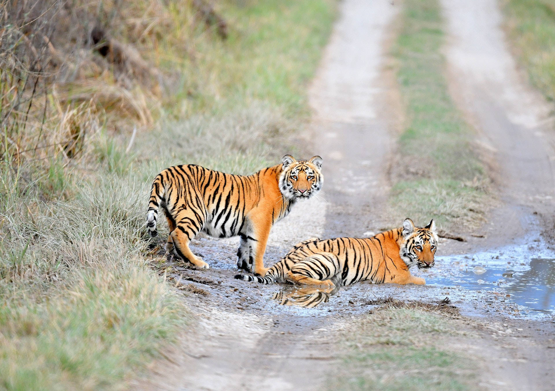 Two Harimau On The Road Wallpaper