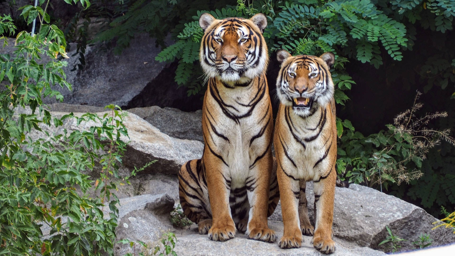 Two Harimau Sitting Picture