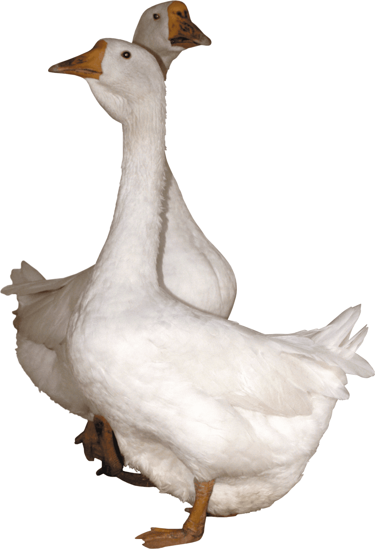 Two Headed Goose Illusion PNG