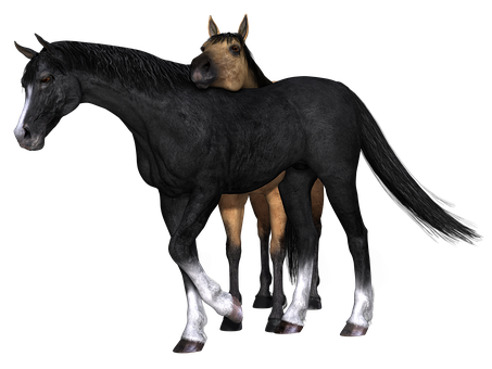 Two Headed Horse Illusion PNG