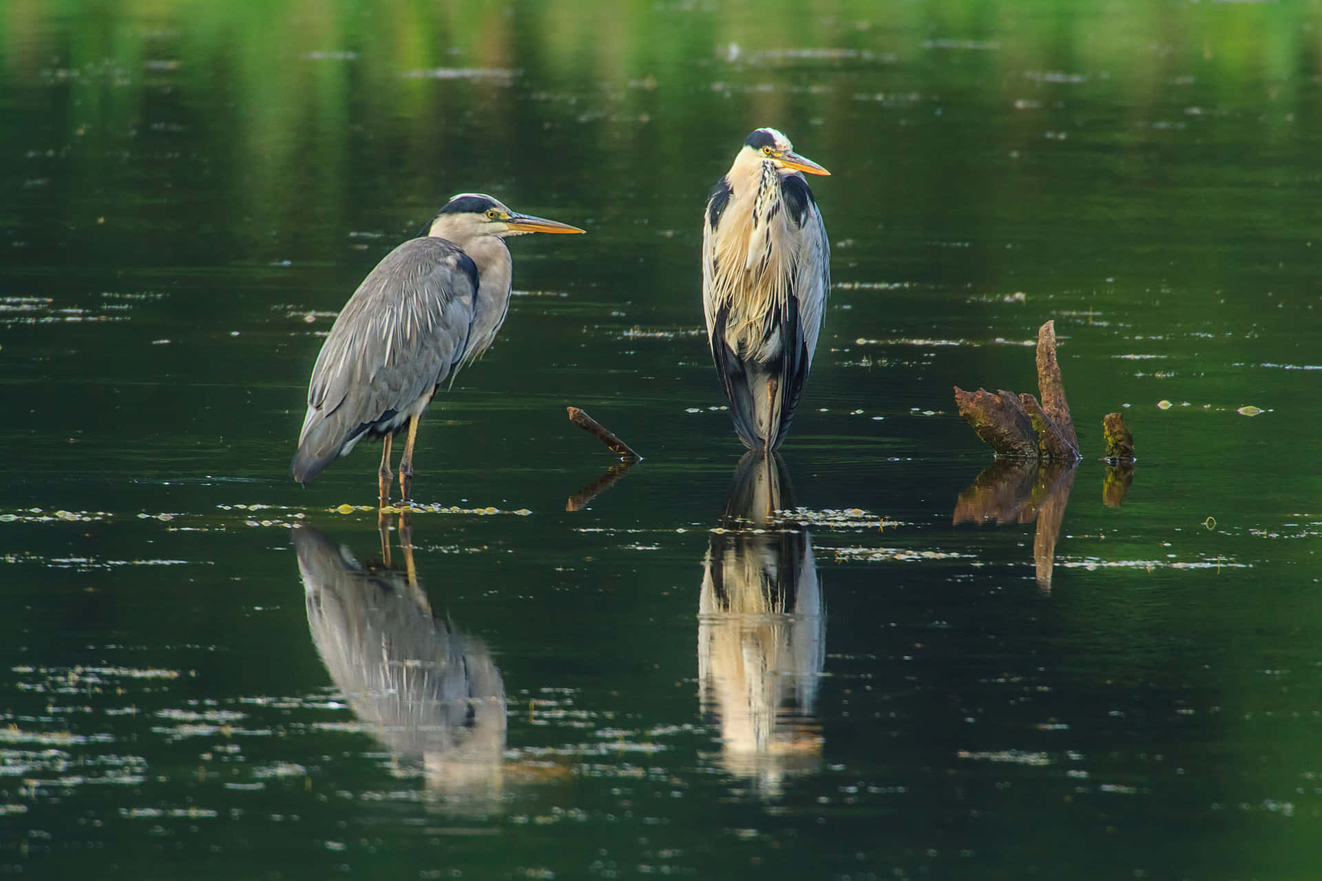 Two Herons Standing Water Reflection Wallpaper