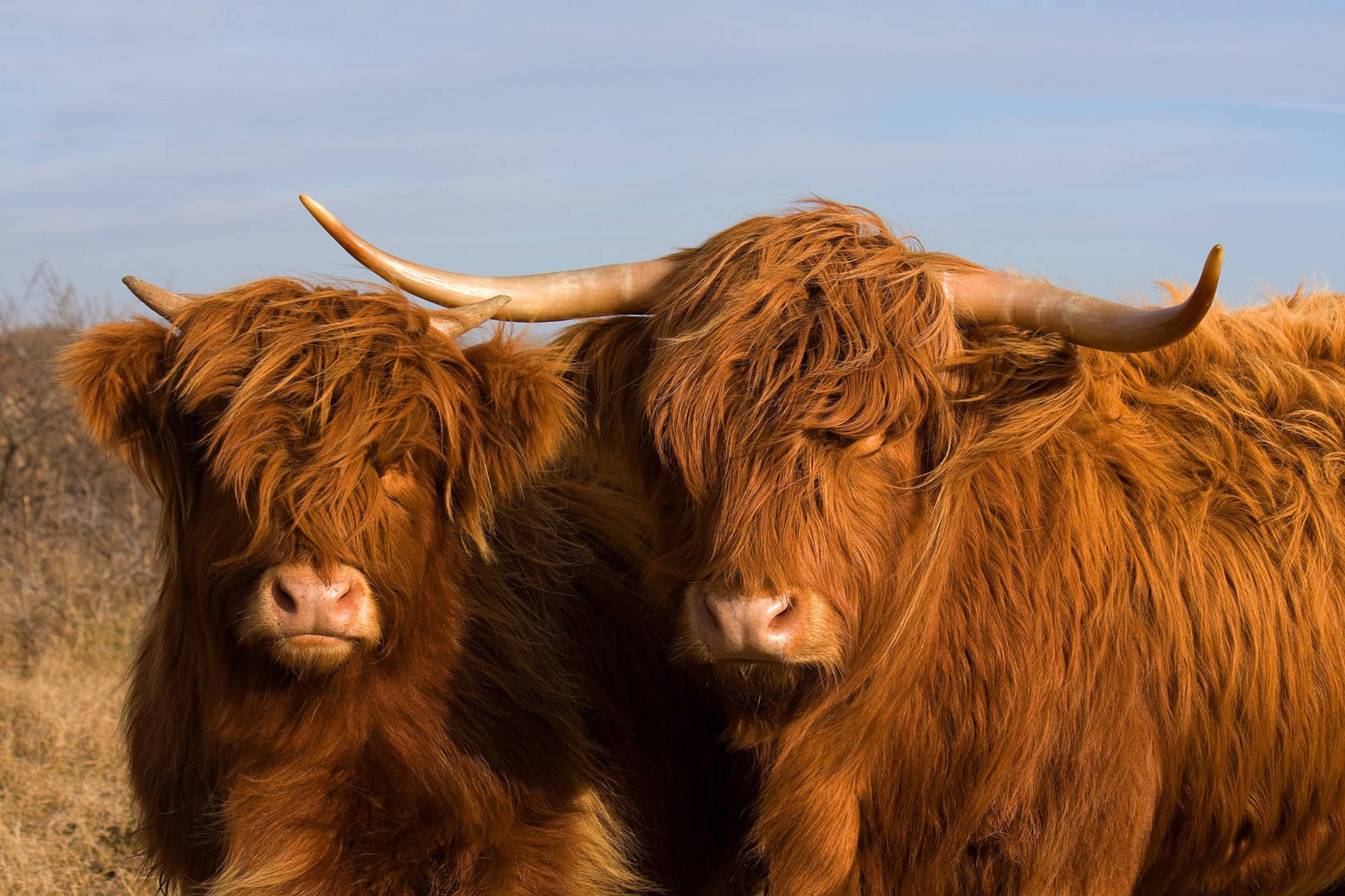 Majestic Highland Cattle Grazing in Open Field Wallpaper