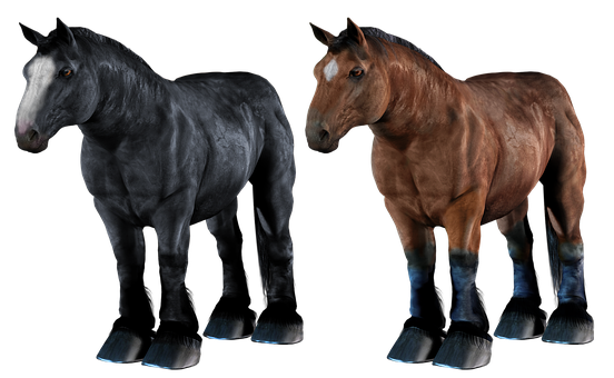 Two Horses Blackand Brown PNG