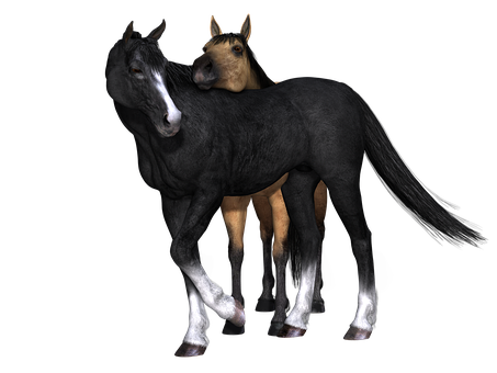 Two Horses Fused Together PNG