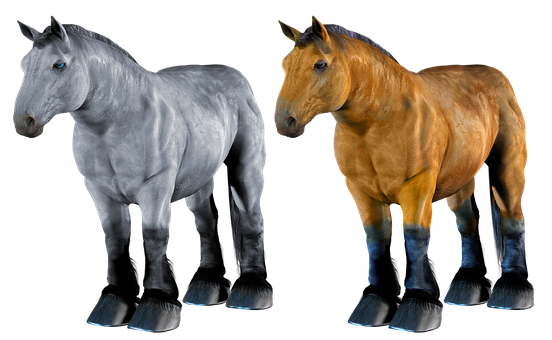Two Horses Standing Side By Side PNG