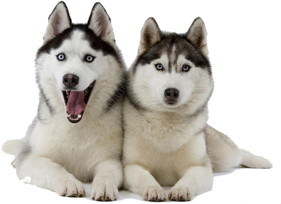 Two Huskies Posing PNG