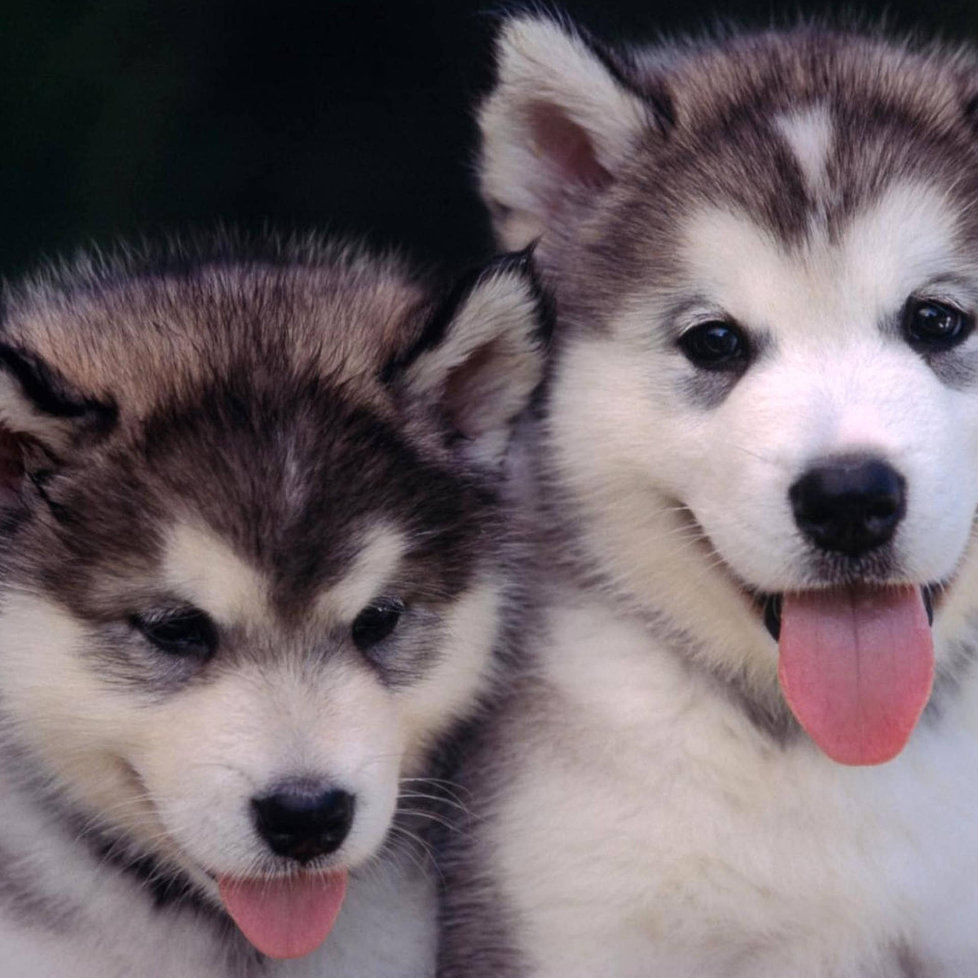 Two Husky Puppies Close-up Wallpaper
