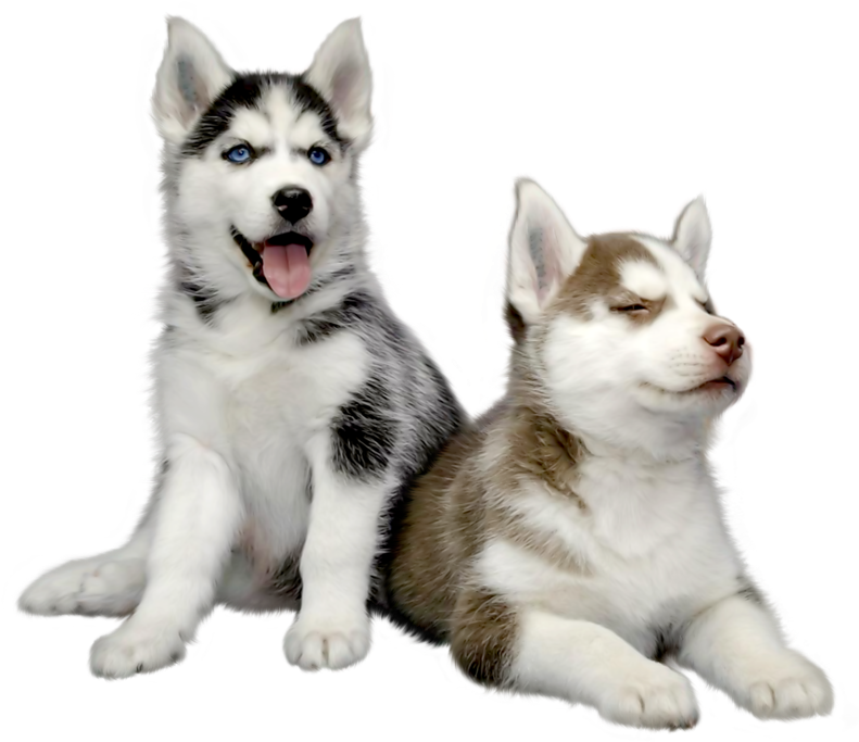 Two Husky Puppies Relaxing PNG