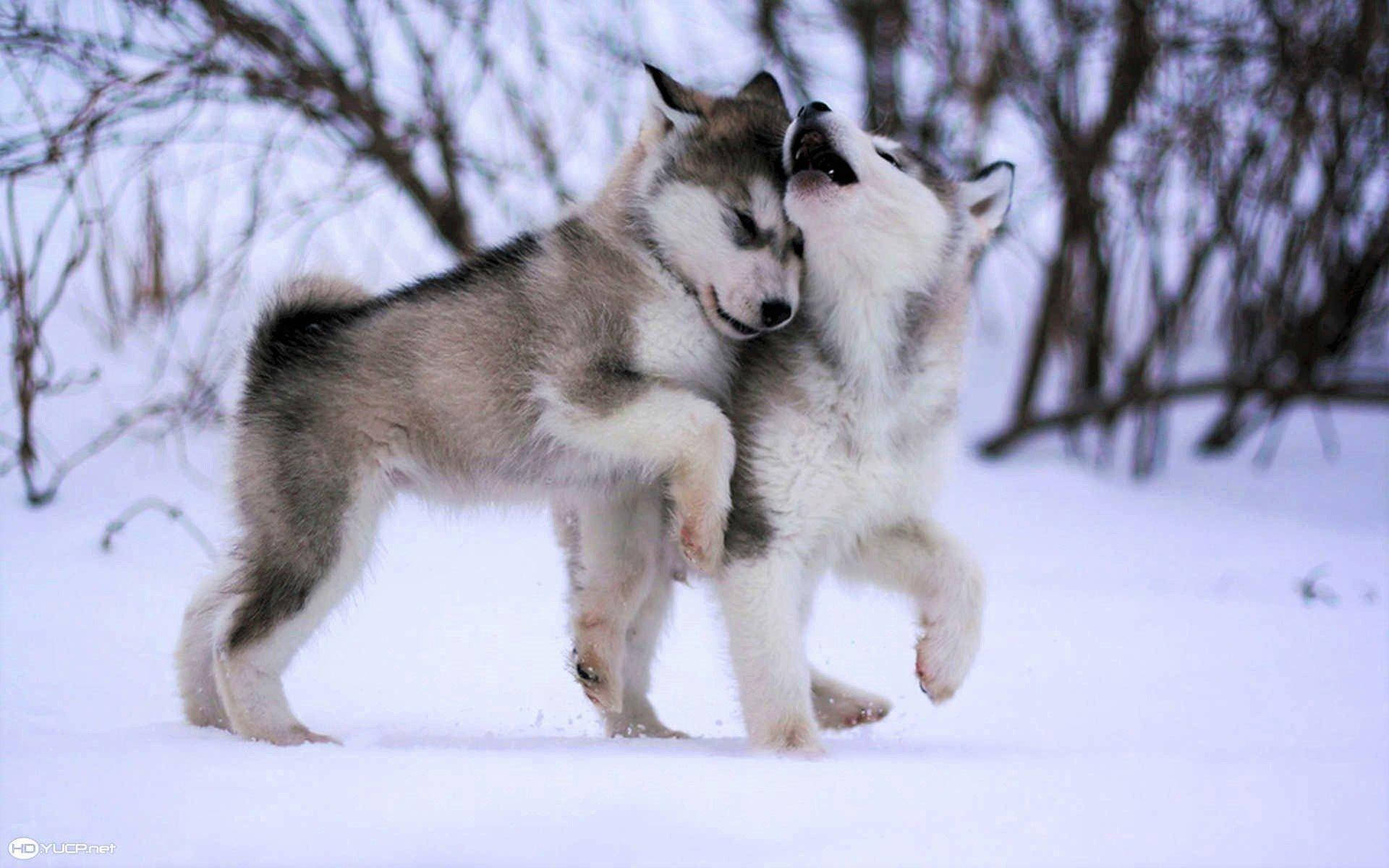Two Husky Puppy Playing Wallpaper