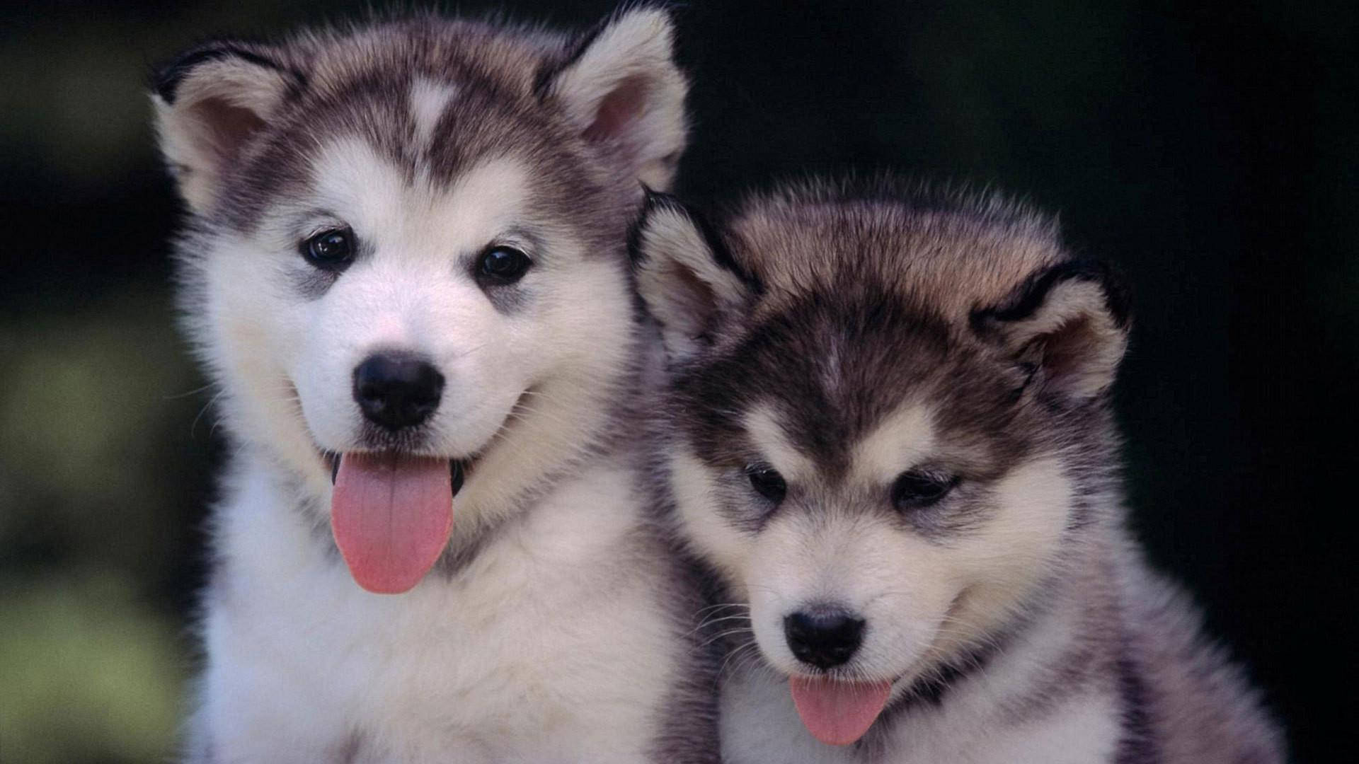 Two Husky Puppy Tongue Out Background