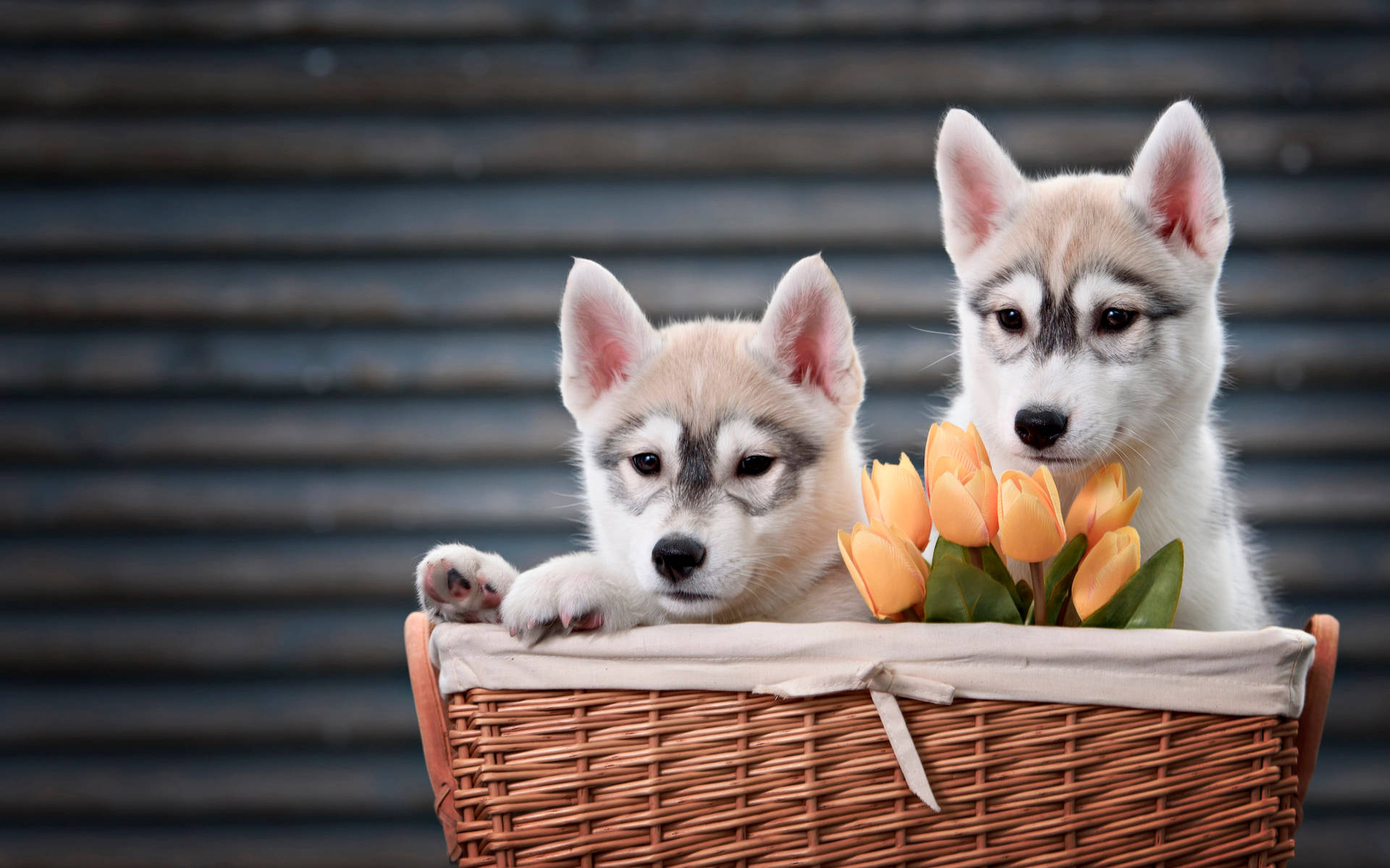 Two Husky Puppy With Tulips Wallpaper