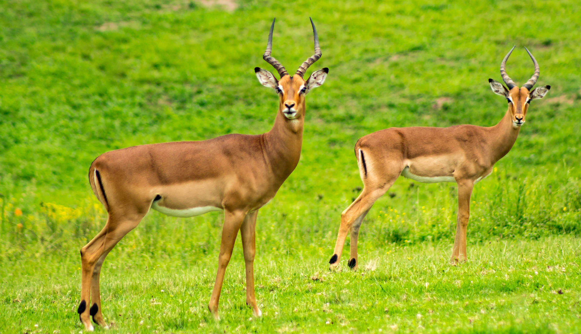 Two Impalas Wild Animal Wallpaper