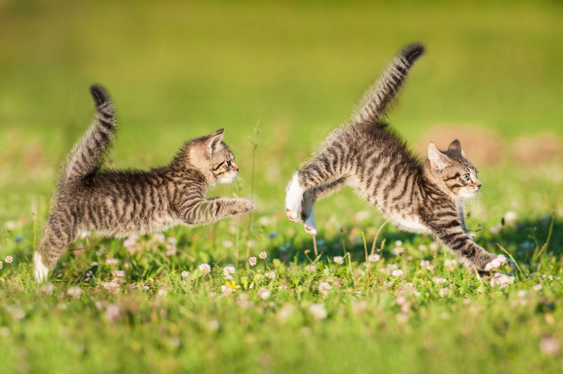 Two Kittens Playing Outdoors Wallpaper