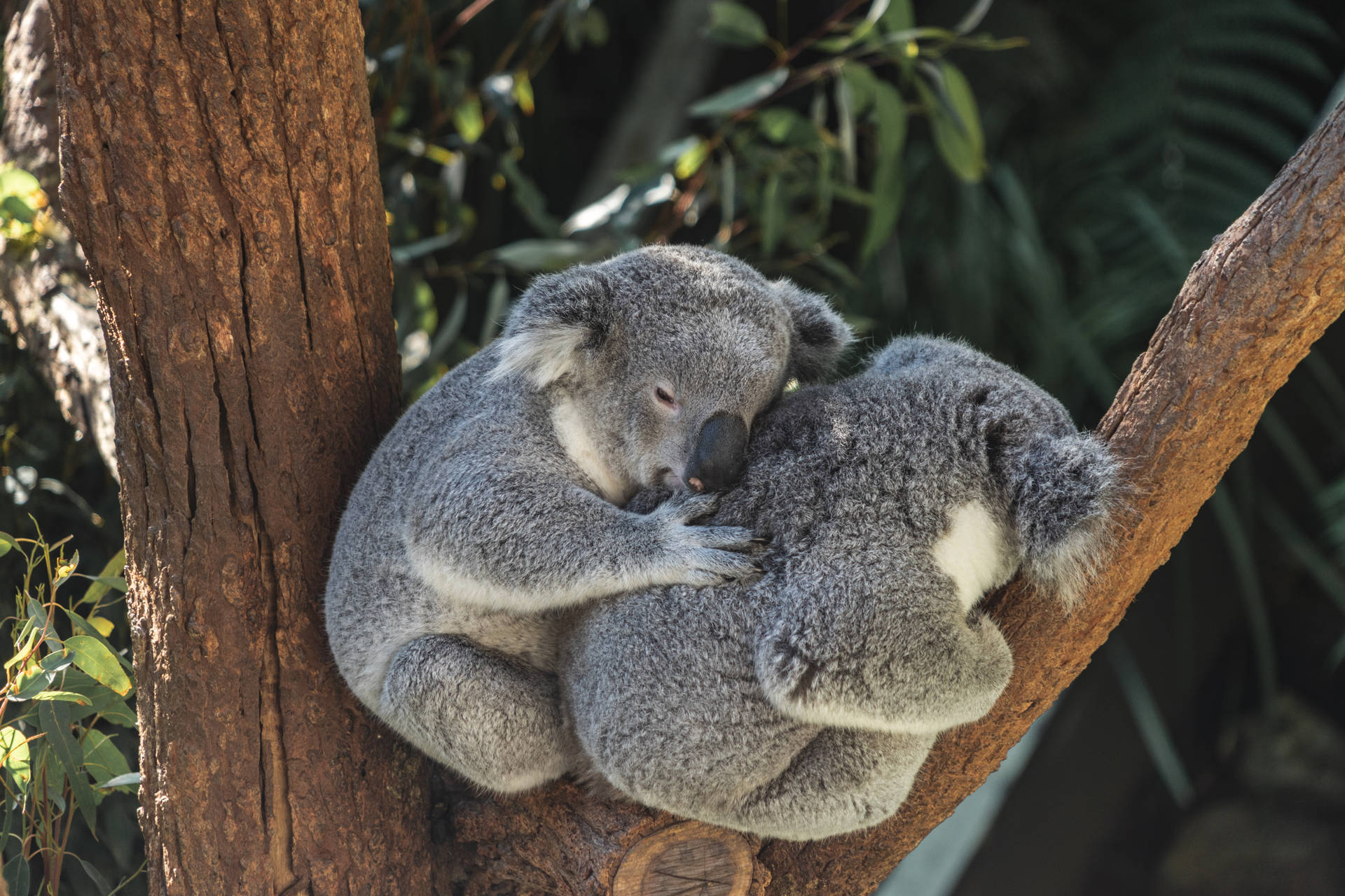 Two Koalas On A Tree Wallpaper