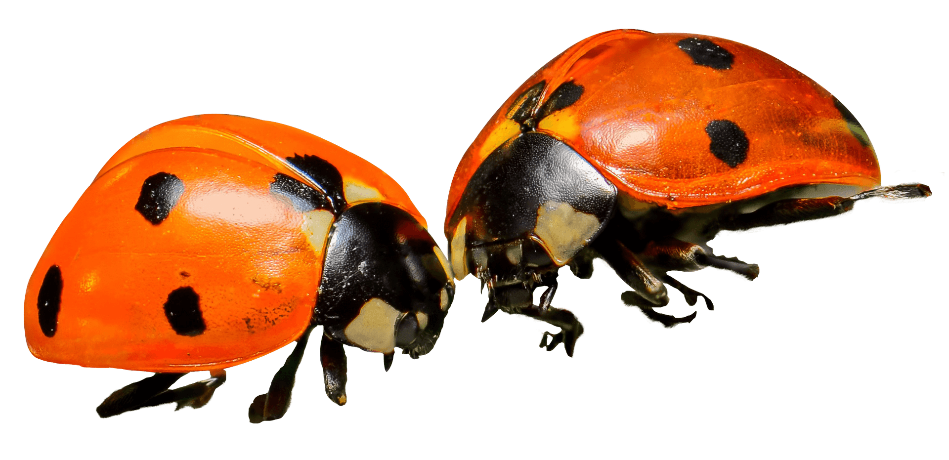 Two Ladybugs Side By Side PNG