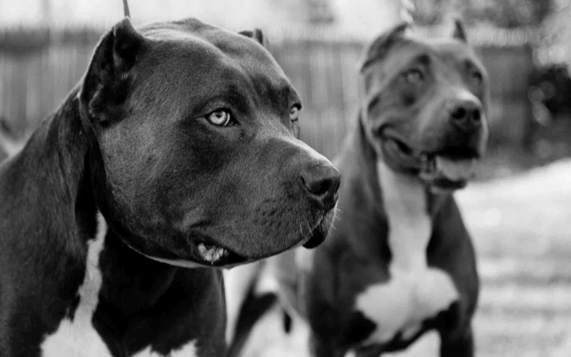 Two Large Pitbull Dogs Background