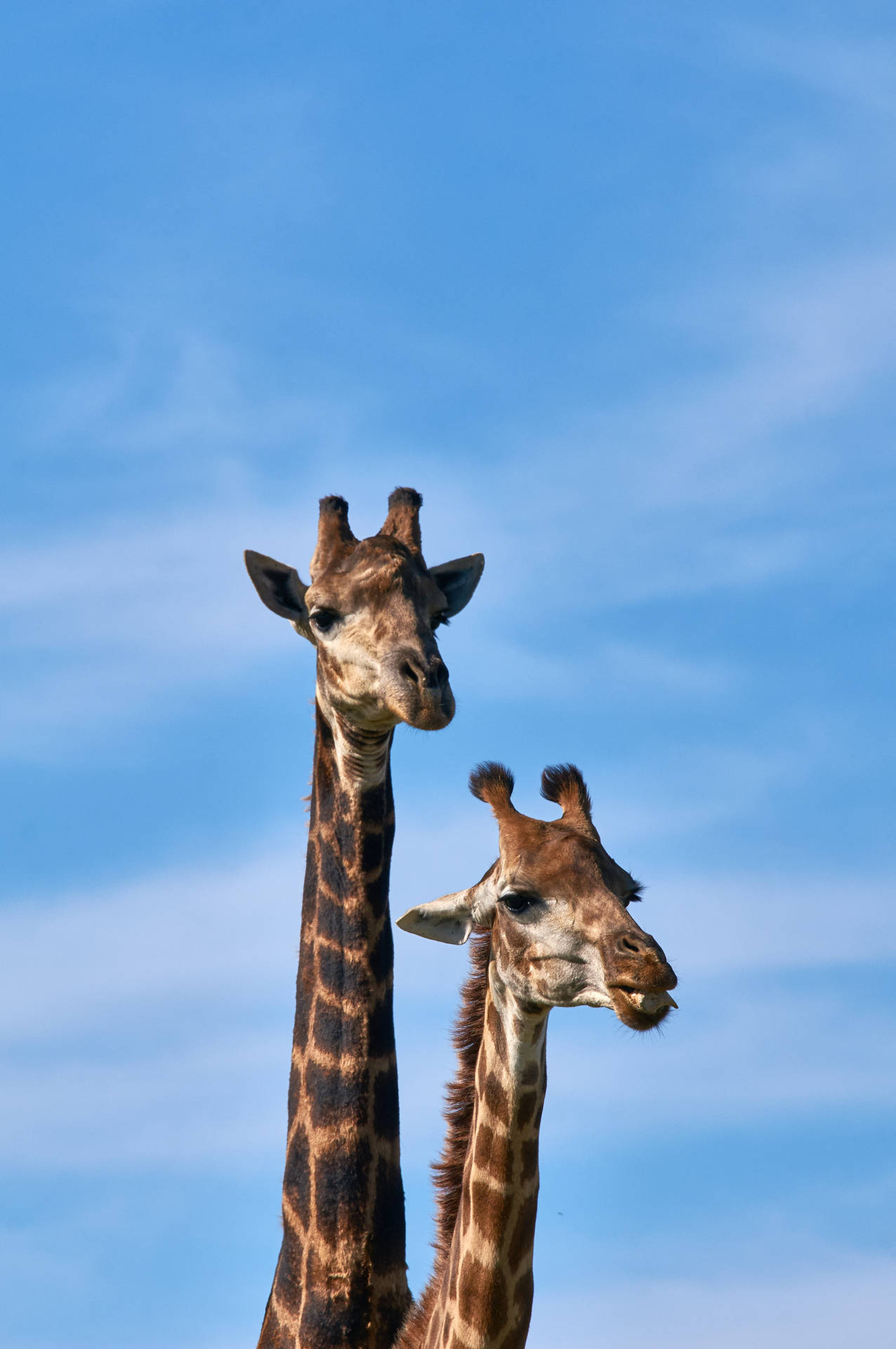 Two Long Neck Giraffe Wallpaper