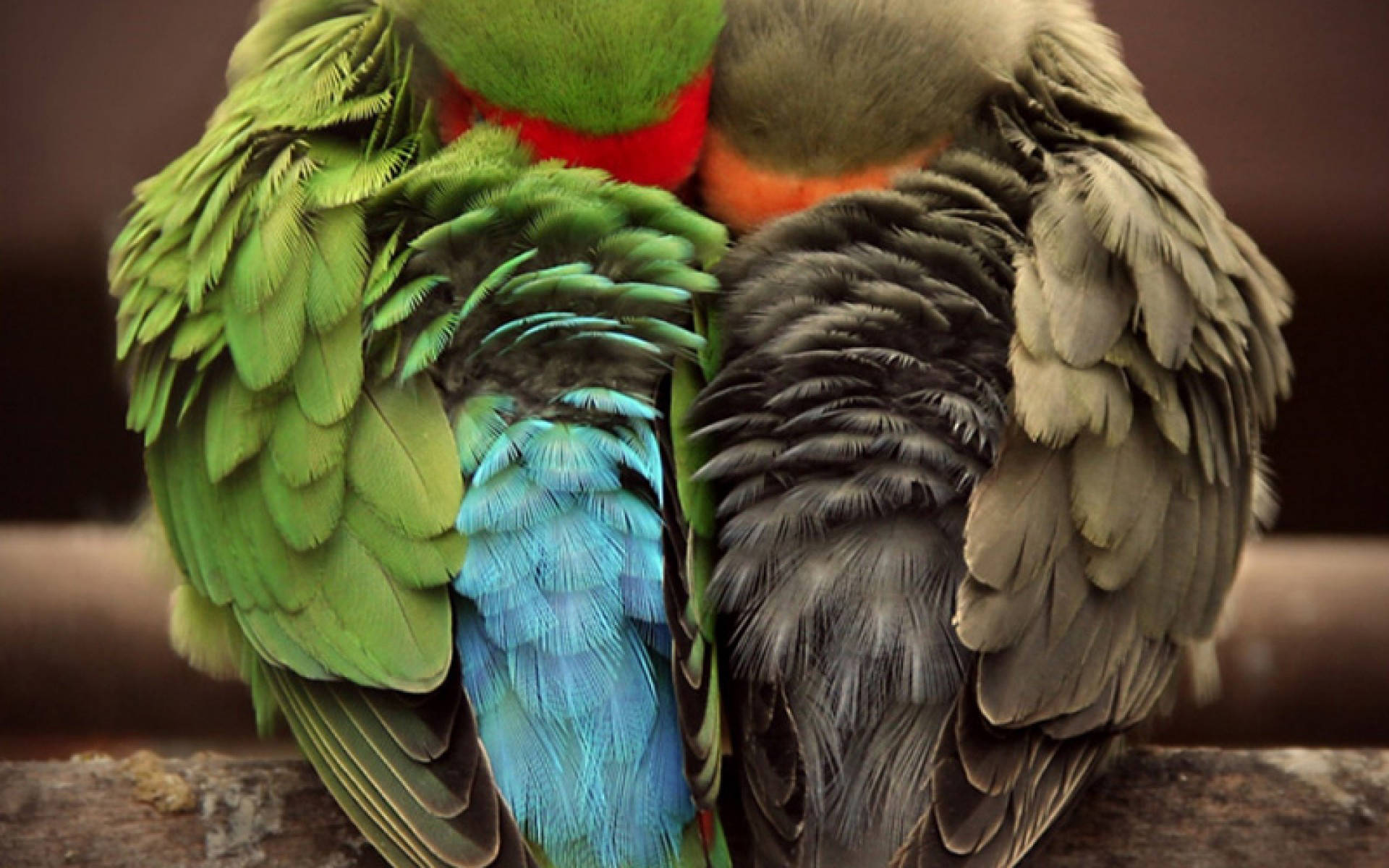 Two Lovebirds For Parrots Background Wallpaper