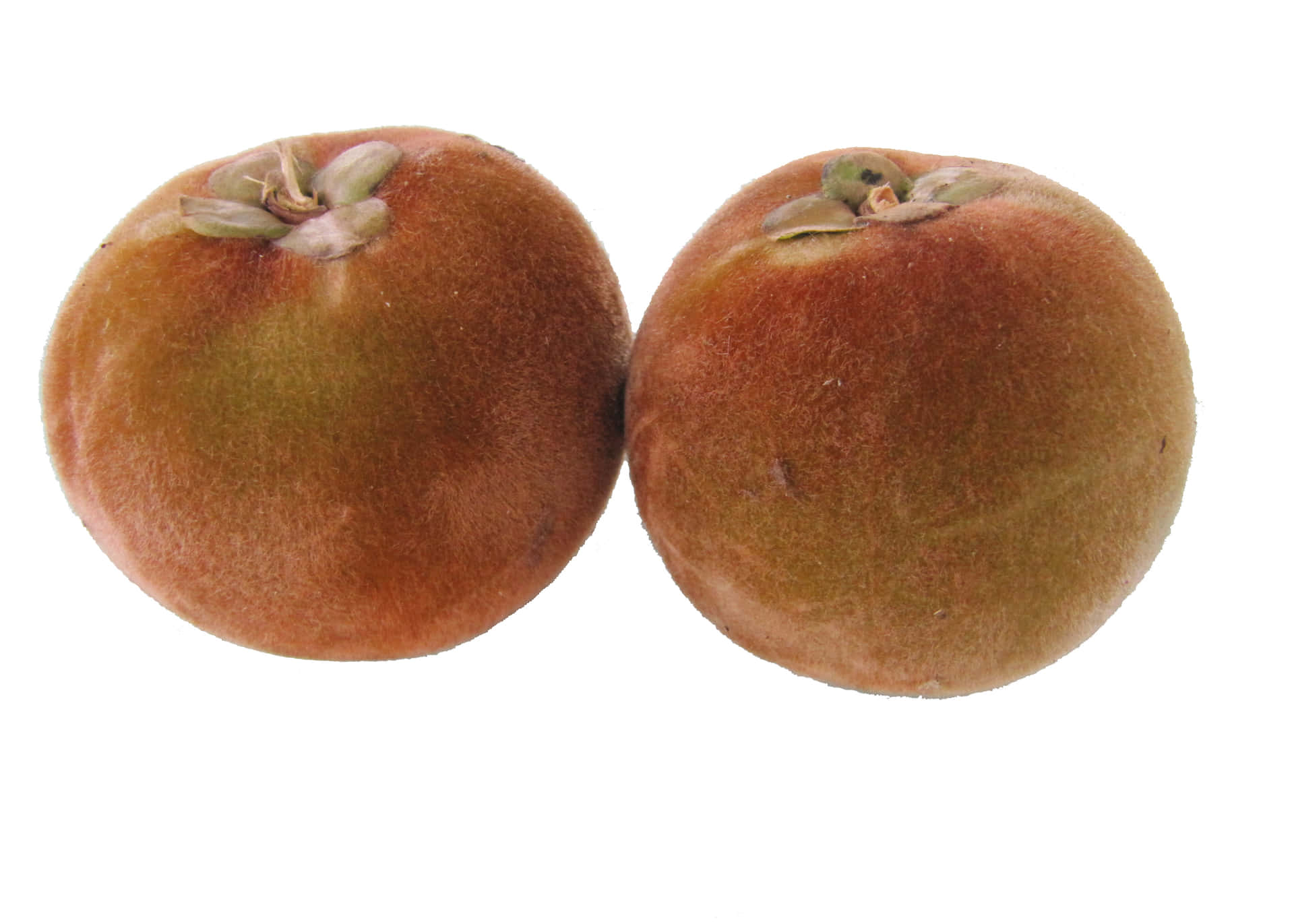 Two Mabolo Velvet Apple Fruit Wallpaper