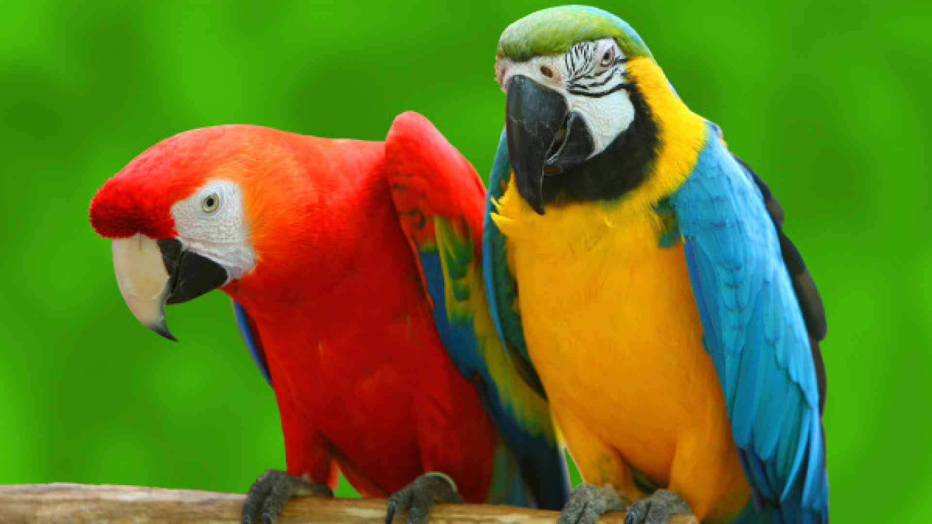 Two Macaw Parrots Wallpaper