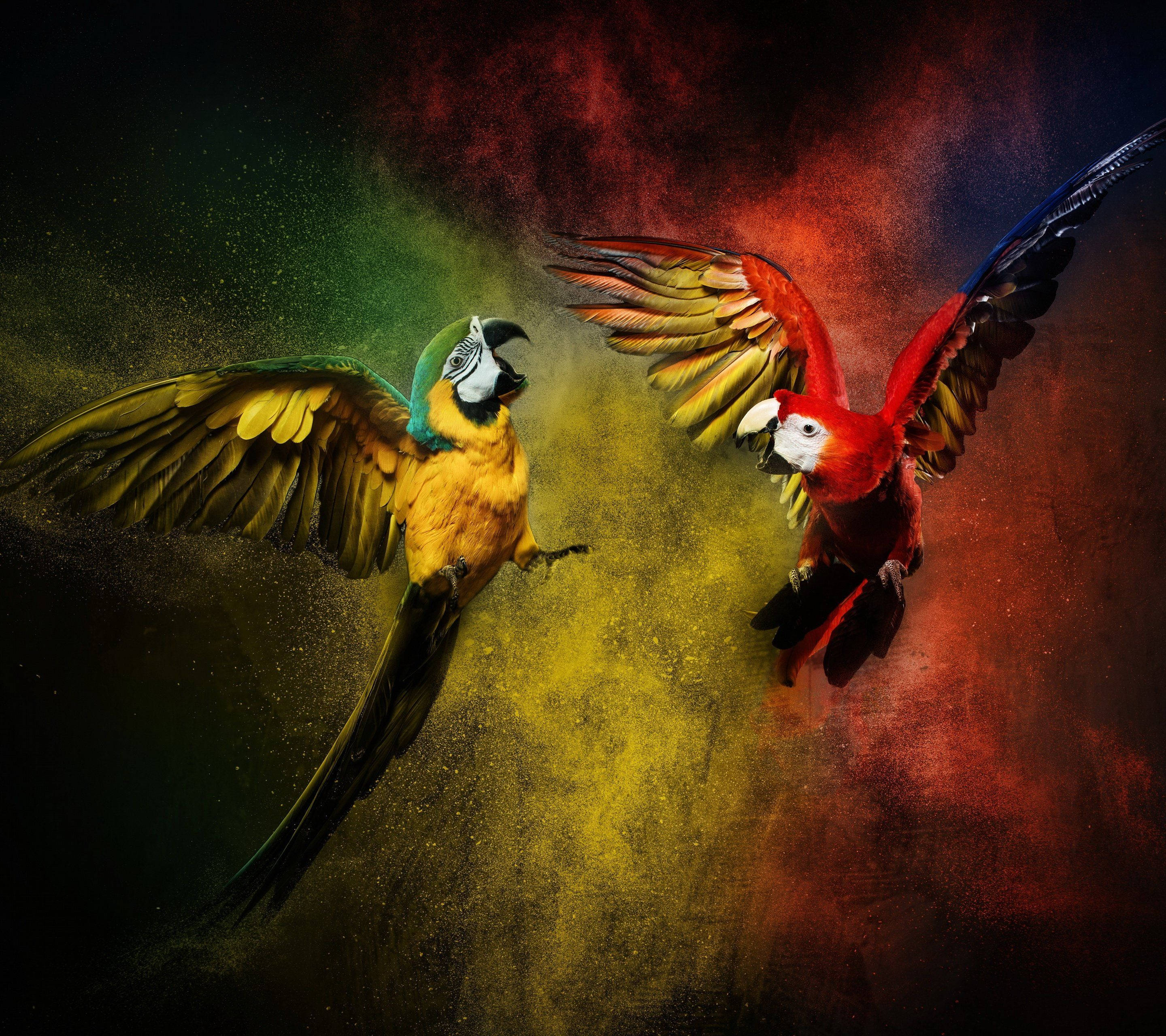 Two Macaw Parrots Fighting Wallpaper