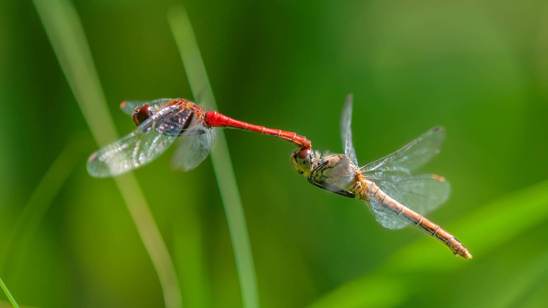 Dual Delicate Meadowhawk Dragonflies Wallpaper