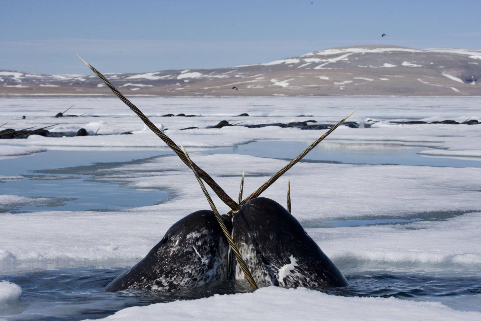 Two Narwhals Tusking