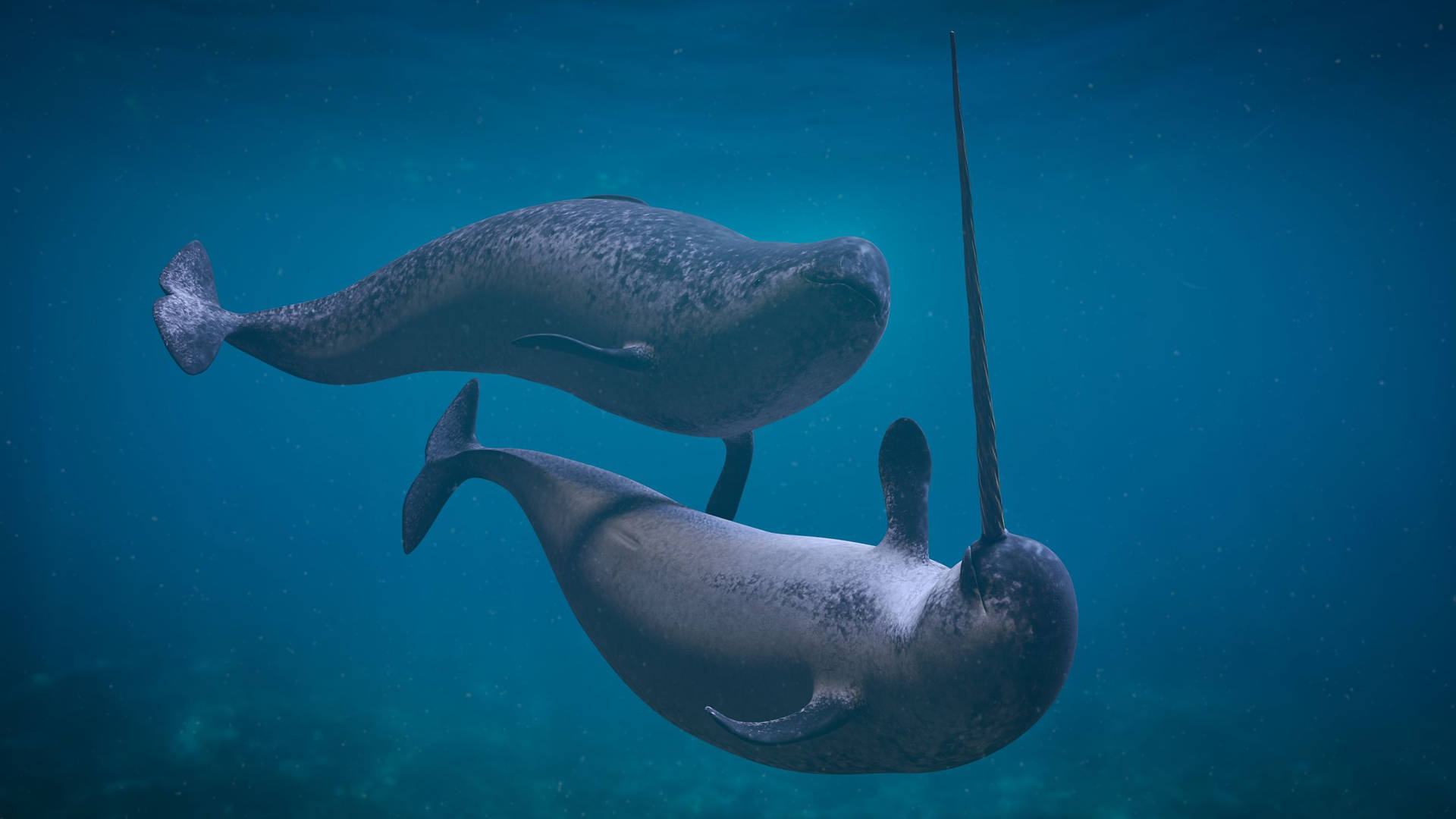 Two Narwhals Underwater