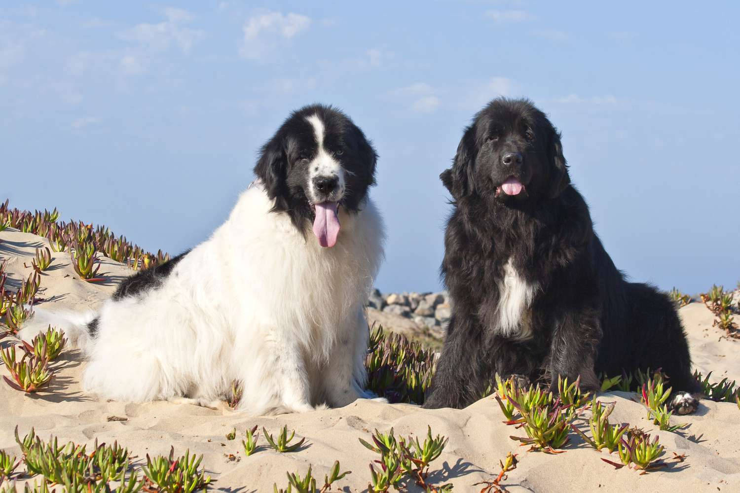 Two Newfoundland Dogs Wallpaper