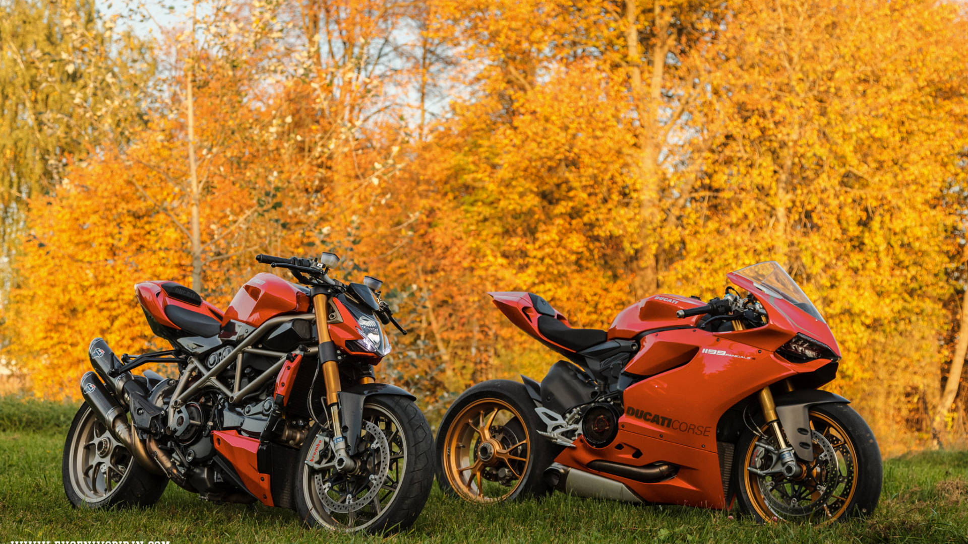 Two Orange Ducati Street Fighter
