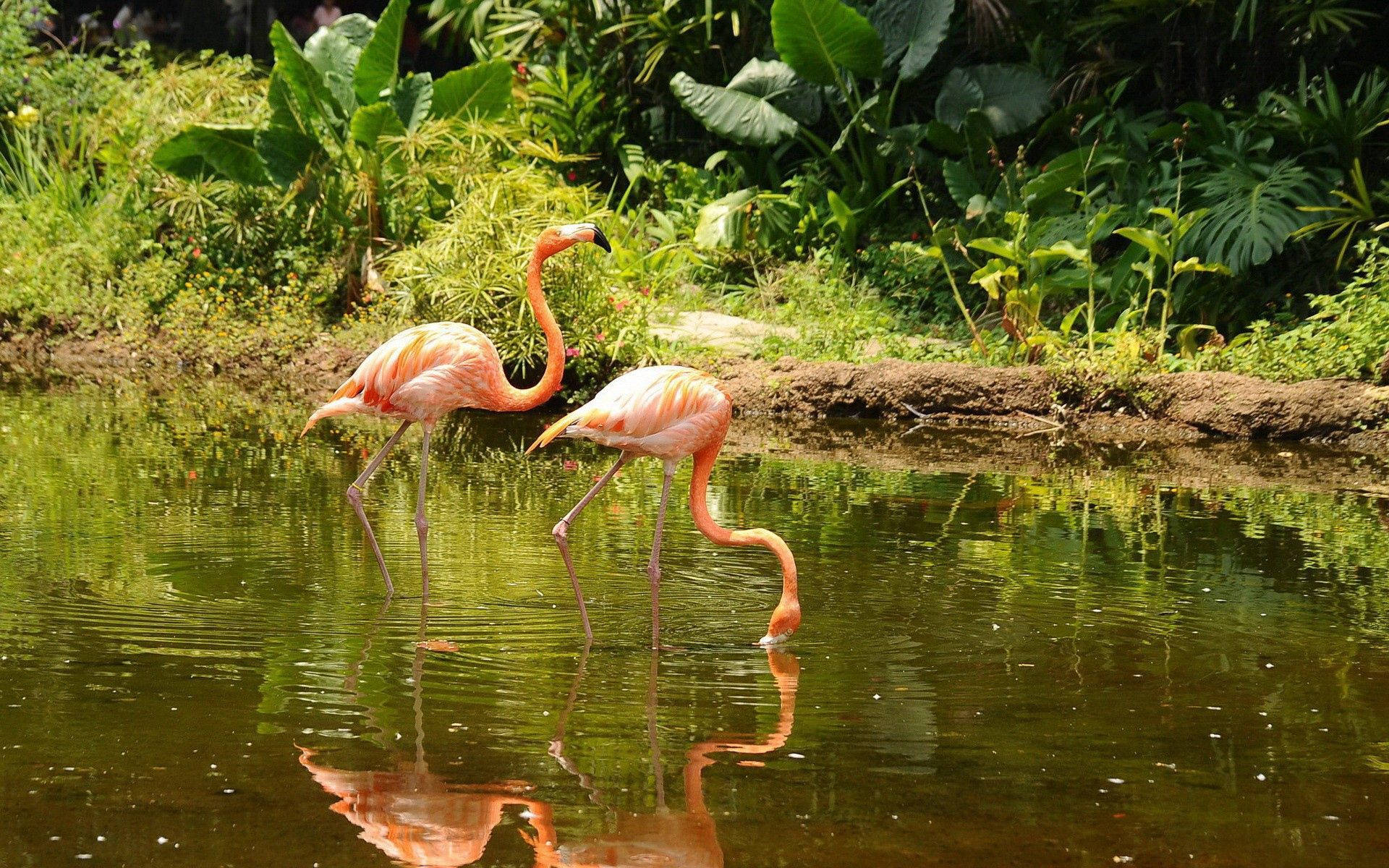 Two beautiful flamingos in a stunning marsh Wallpaper