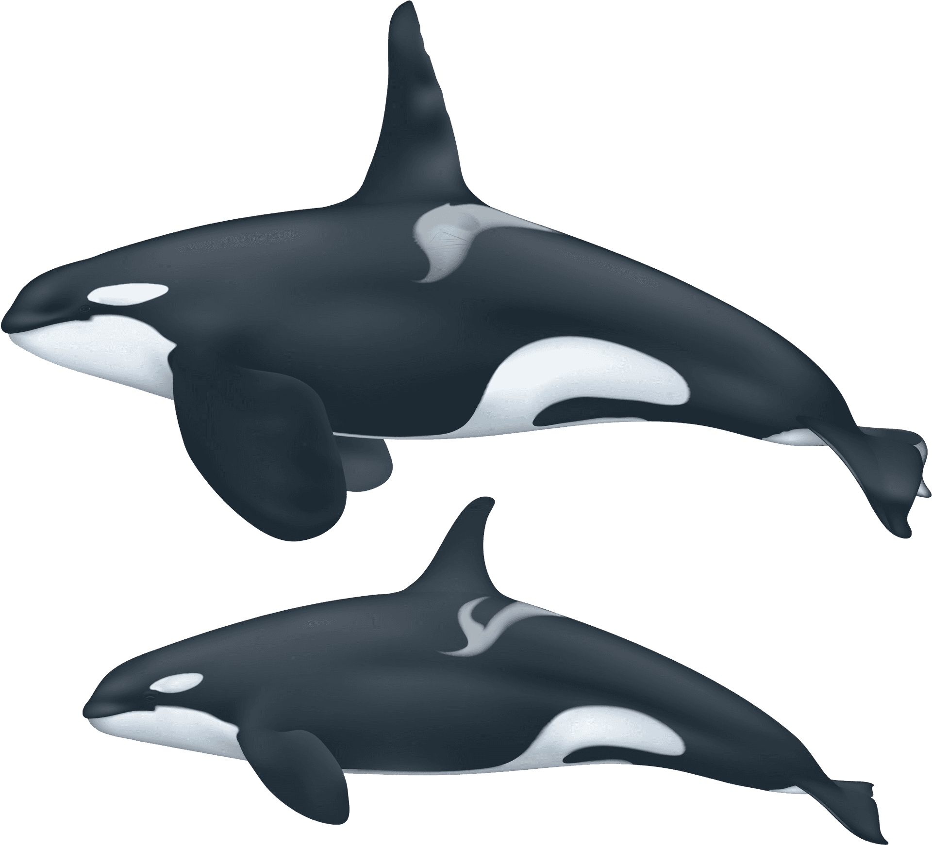 Download Two Orcas Swimming Illustration | Wallpapers.com