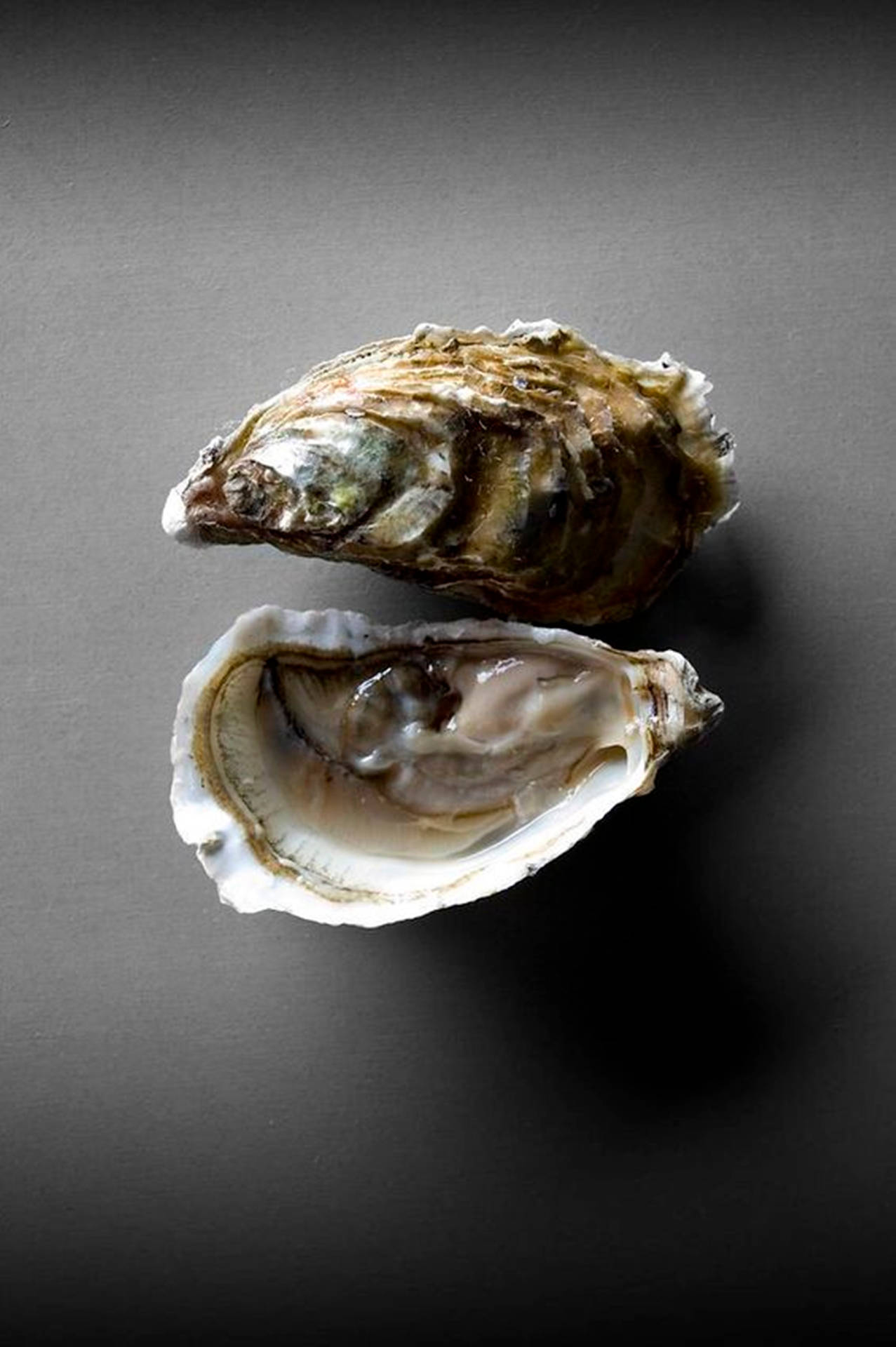 Two Oysters On Dark Gray Wallpaper