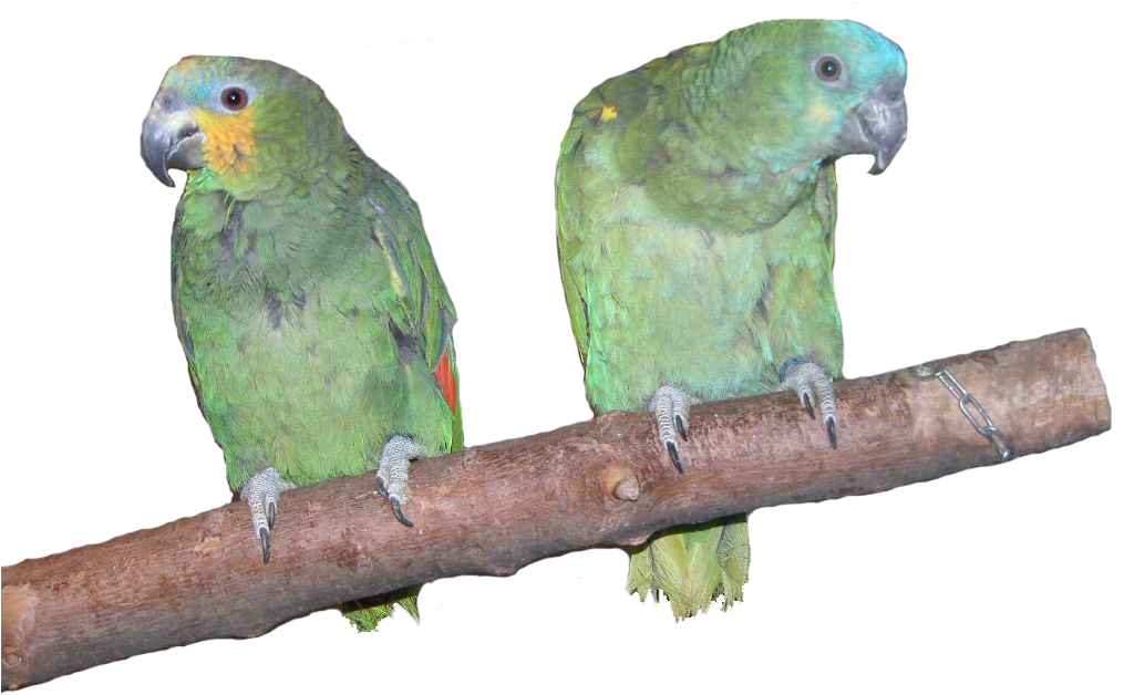 Two Parrotson Branch PNG