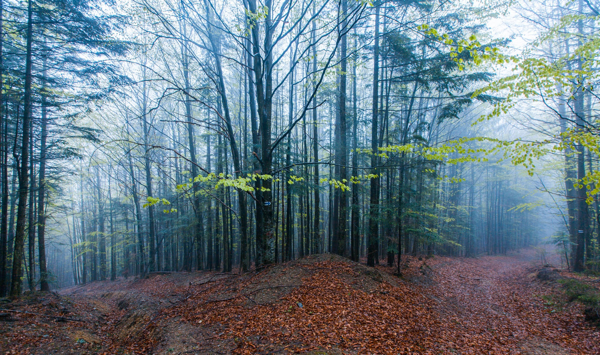 Two Paths On Foggy Forest Wallpaper
