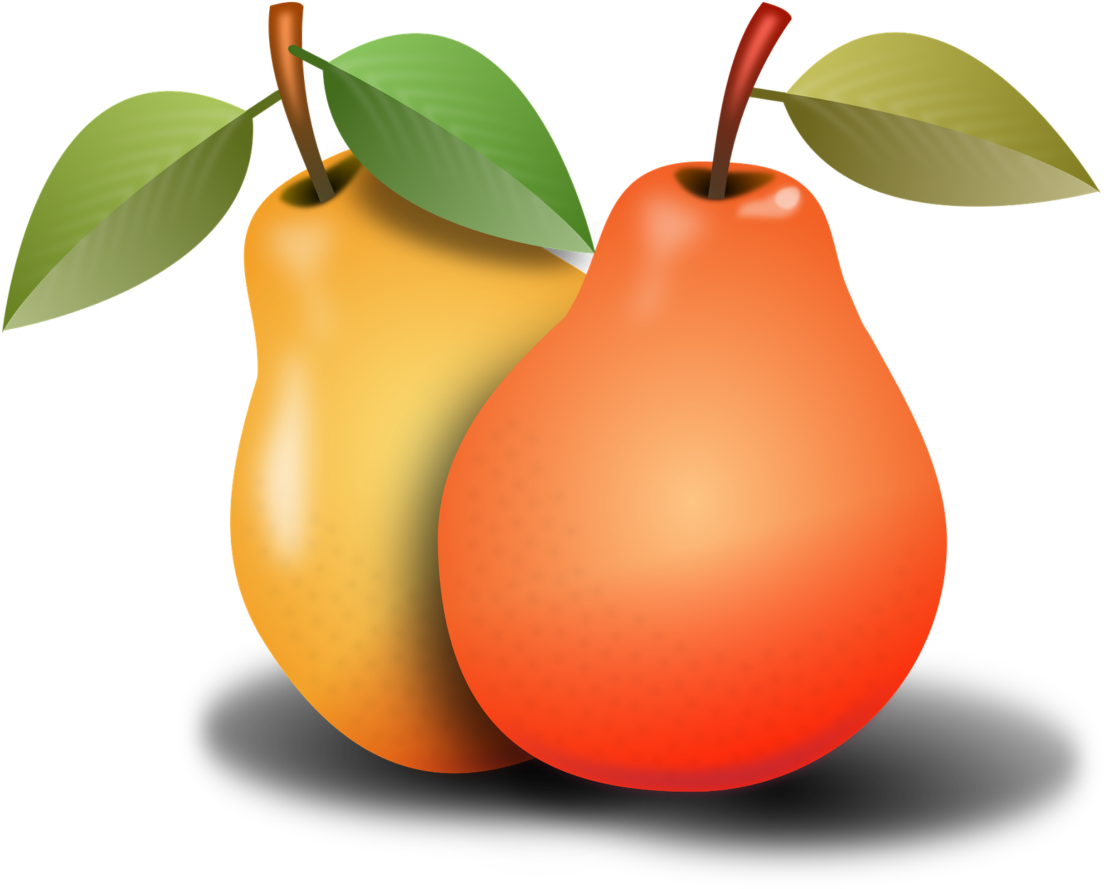 Two Pears Illustration PNG