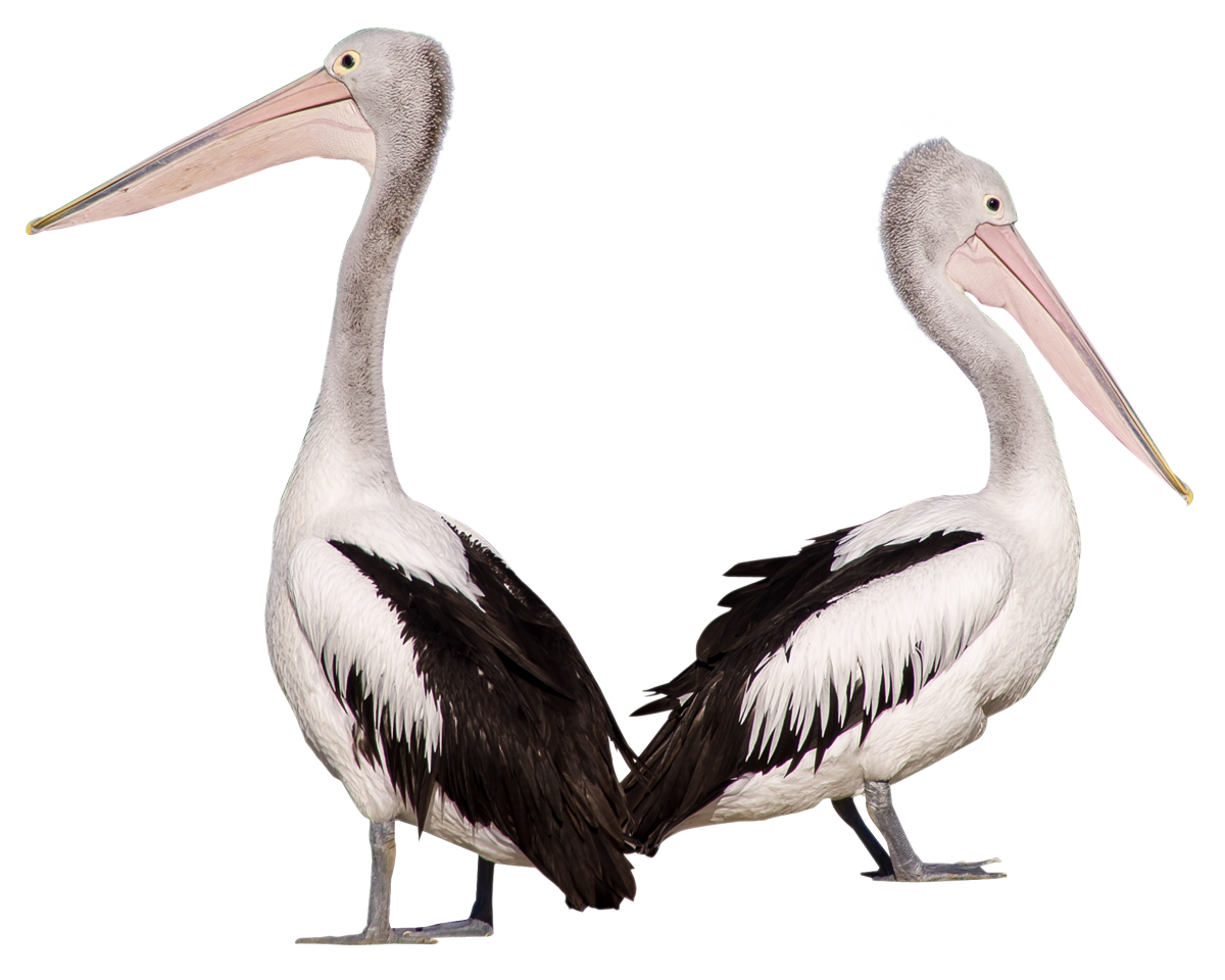 Two Pelicans Standing Together PNG