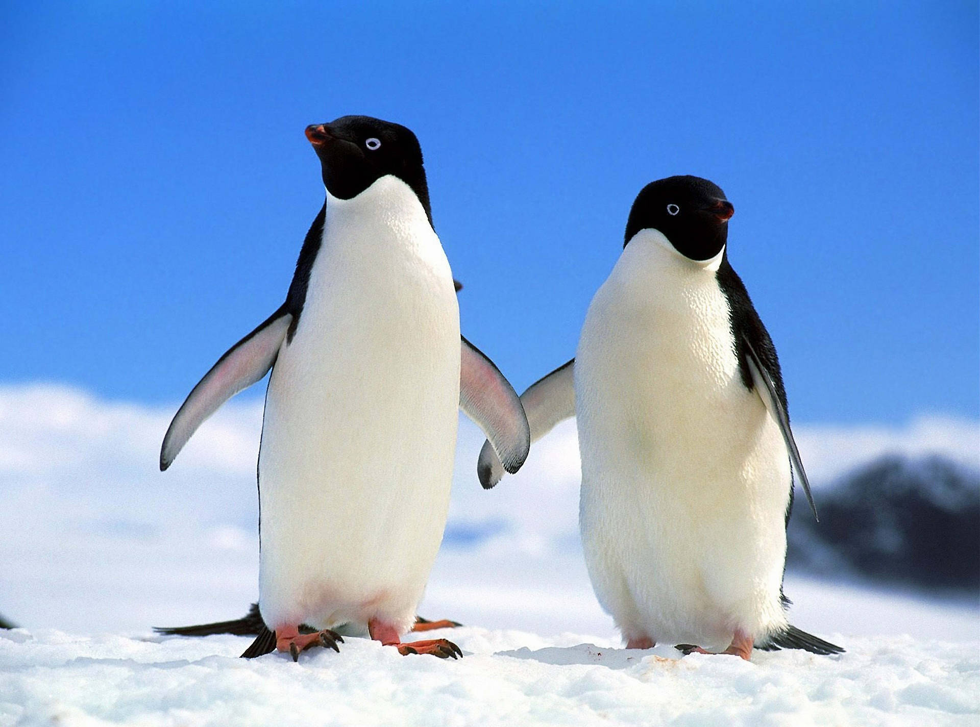 Two Penguins Holding Flippers