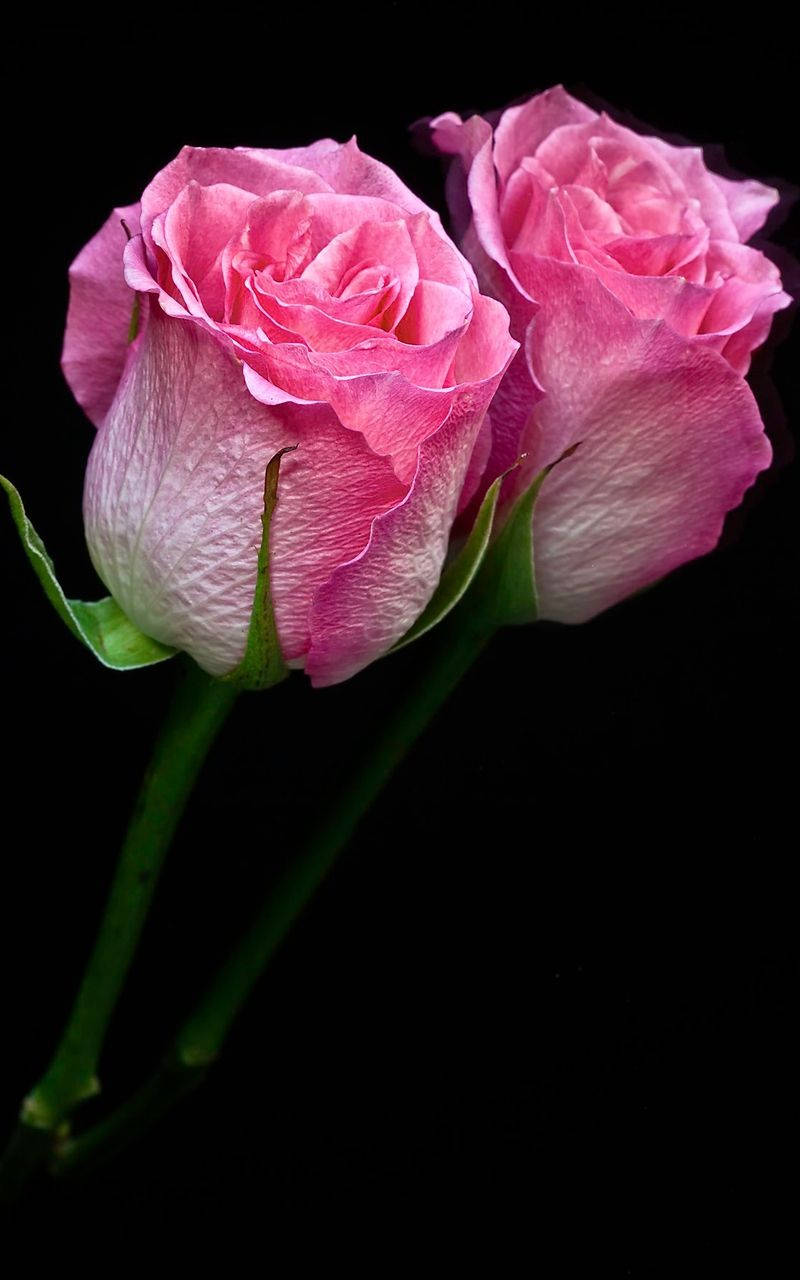 Duesfondi Per Iphone Con Due Rose Rosa Sfondo