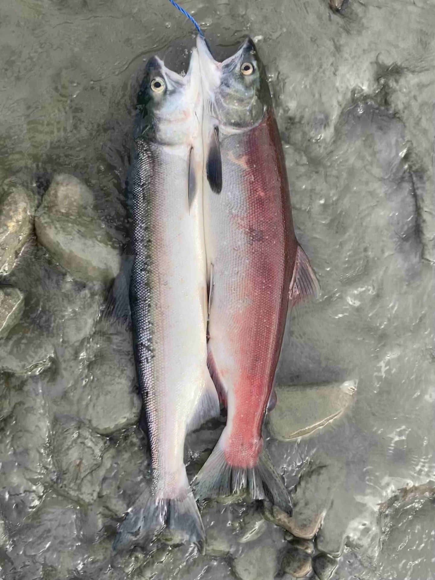 Two Pink Salmon Caught Wallpaper